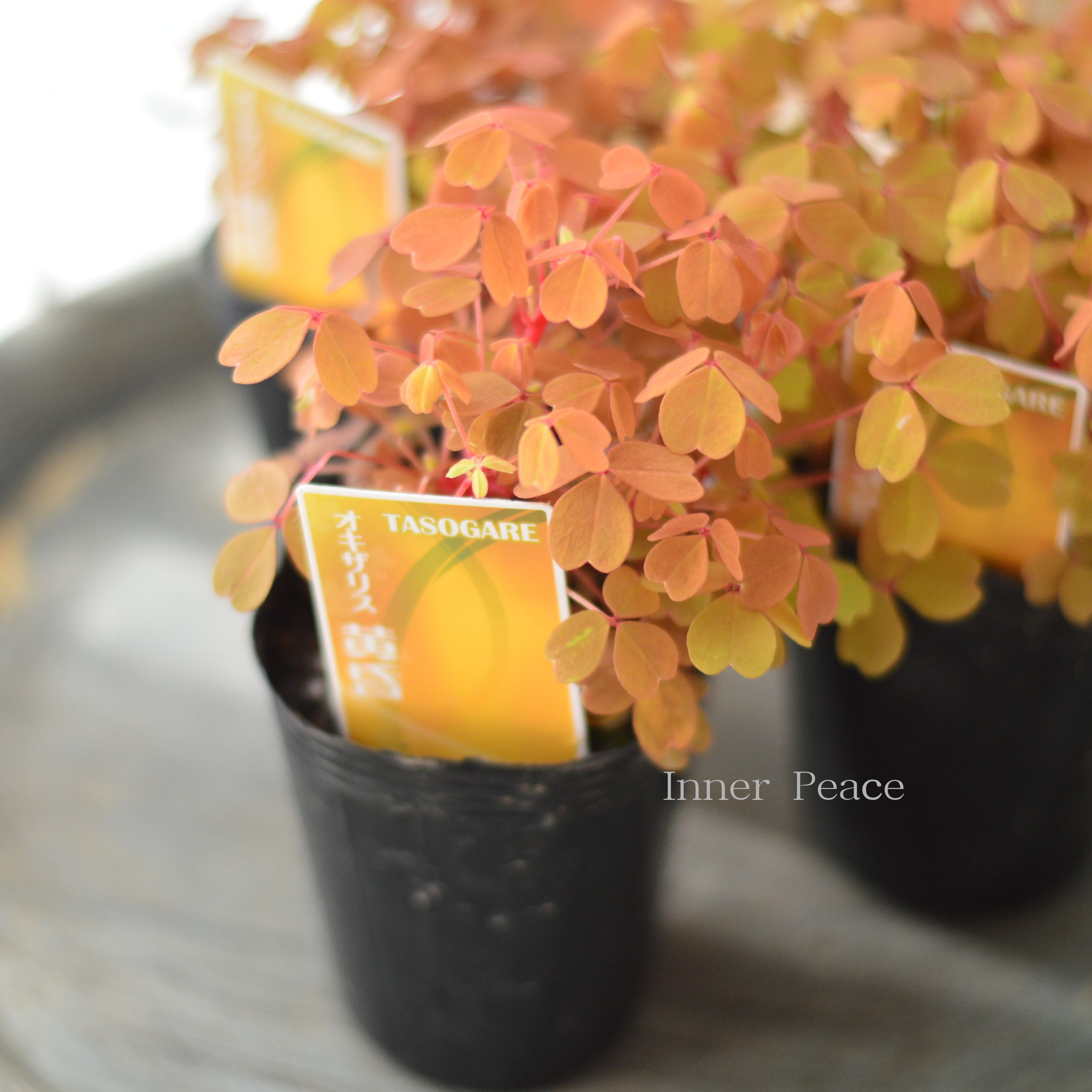 【美しい】 オキザリス 『黄昏~たそがれ~』 2.5寸ロングPOT