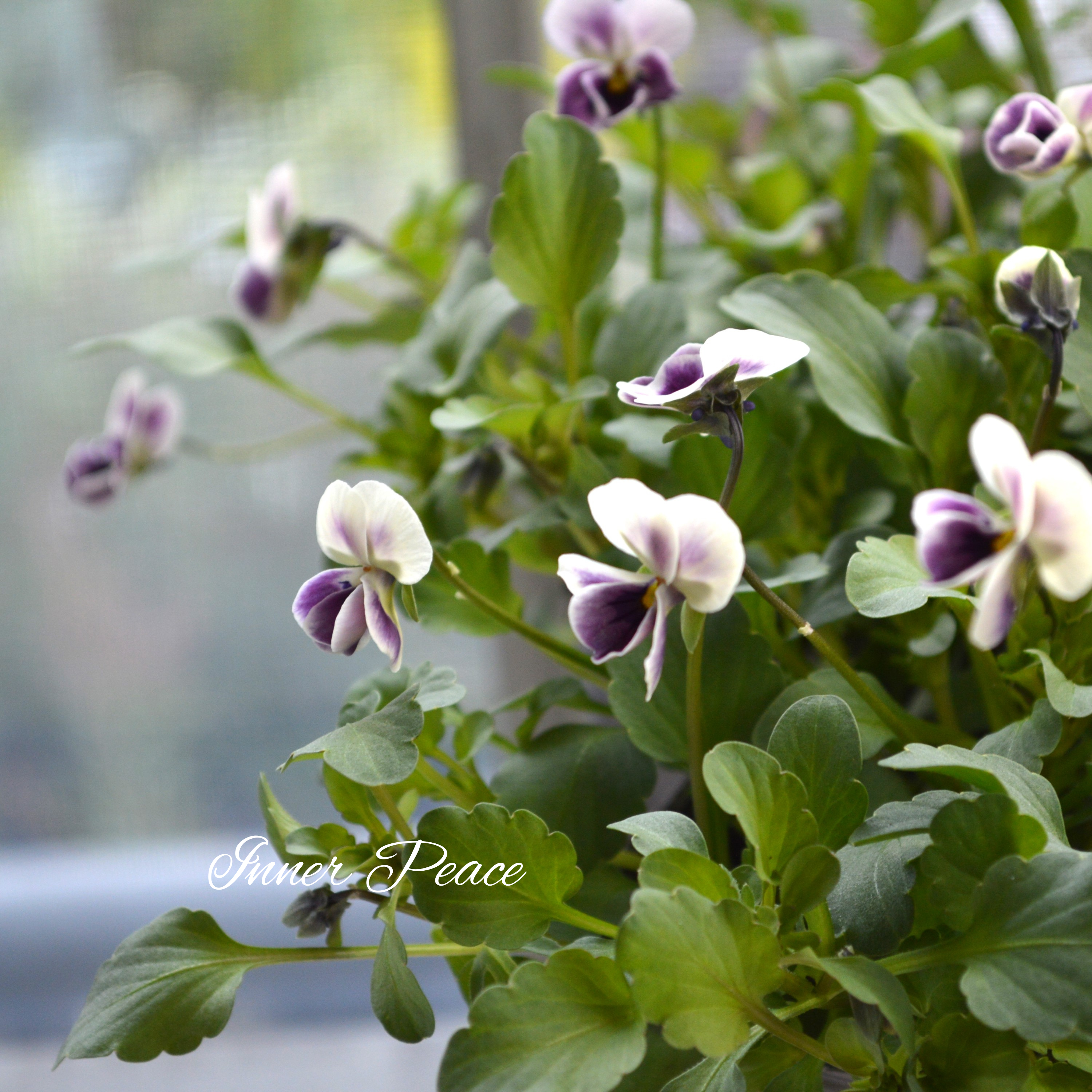 【tef*tef*さんオリジナルビオラ】 極小輪 プチモーブ 3.5寸POT