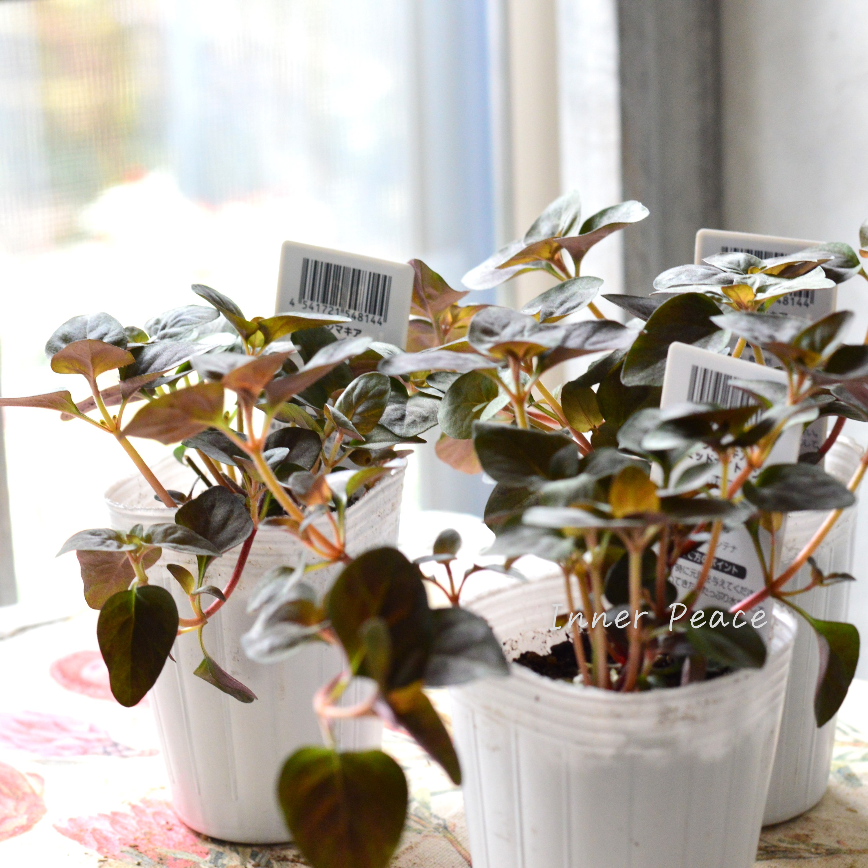 【オシャレ】 リシマキア 『ミッドナイトサン』 2.5~3寸POT