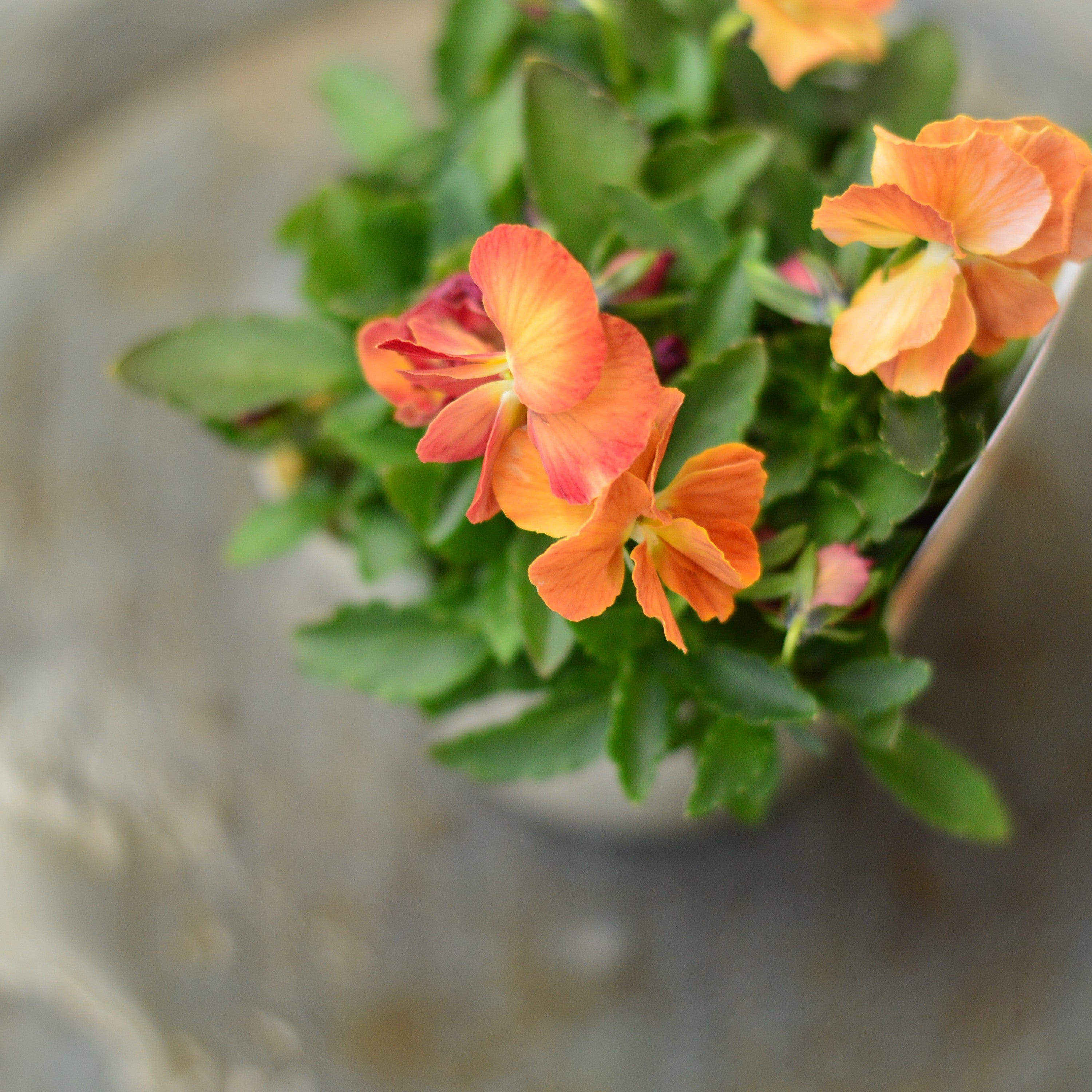 【希少】 ときめきビオラ 『バタースコッチ』 3.5寸POT