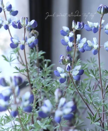 【希少】 宿根ルピナス 『シルバーフリース』 2.5寸ロングPOT