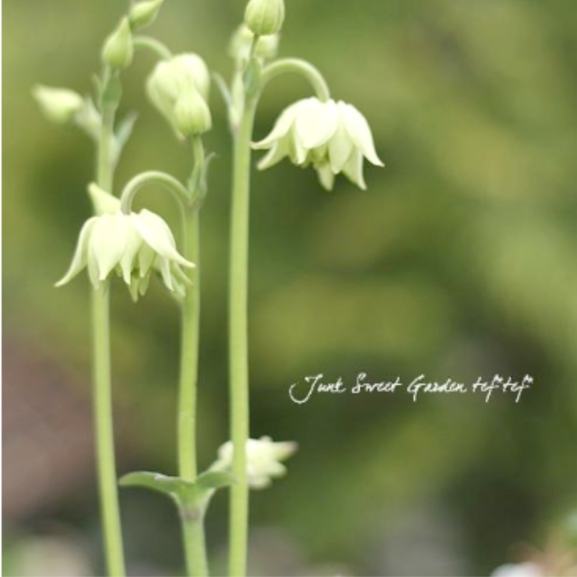 【八重咲き】 オダマキ 『グリーンアップルズ』 3.5寸POT