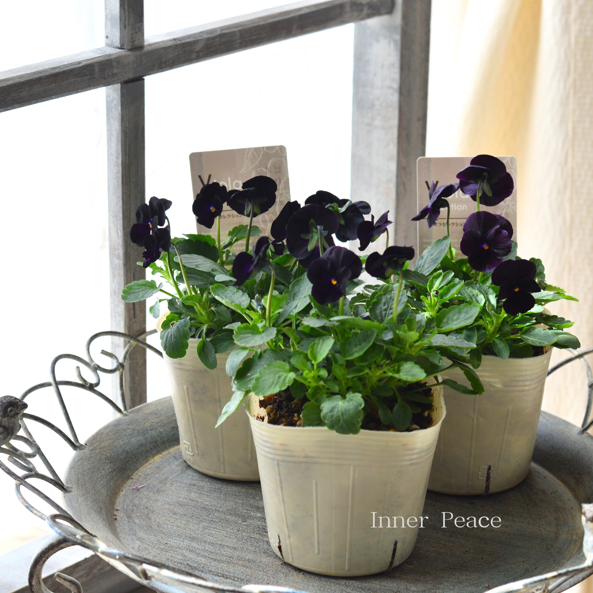【素敵】 ビオラ 『ソルベ・ブラックデライト』 3.5寸POT
