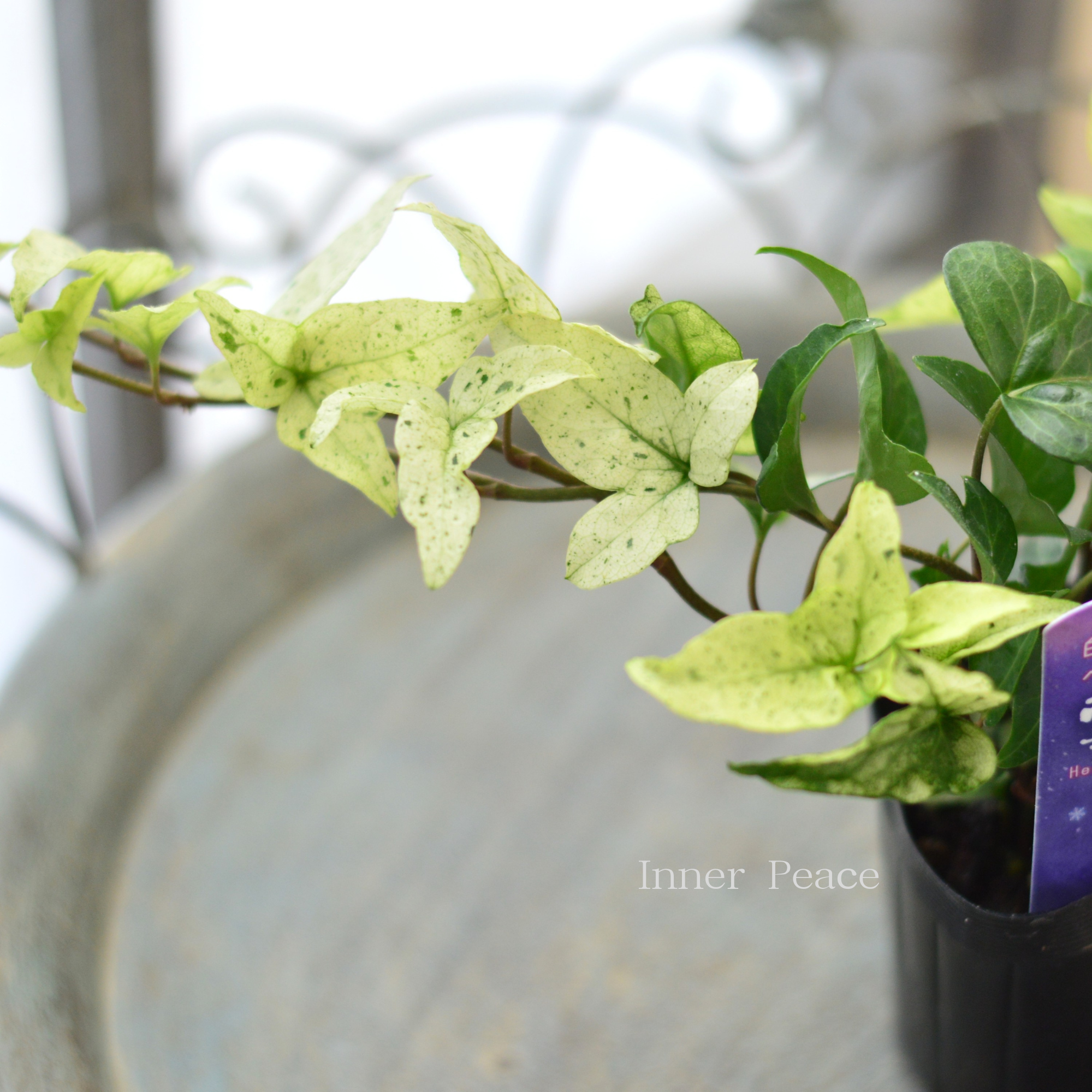 【広野園芸さん】 ヘデラ 『雪の踊子』 2.5寸POT