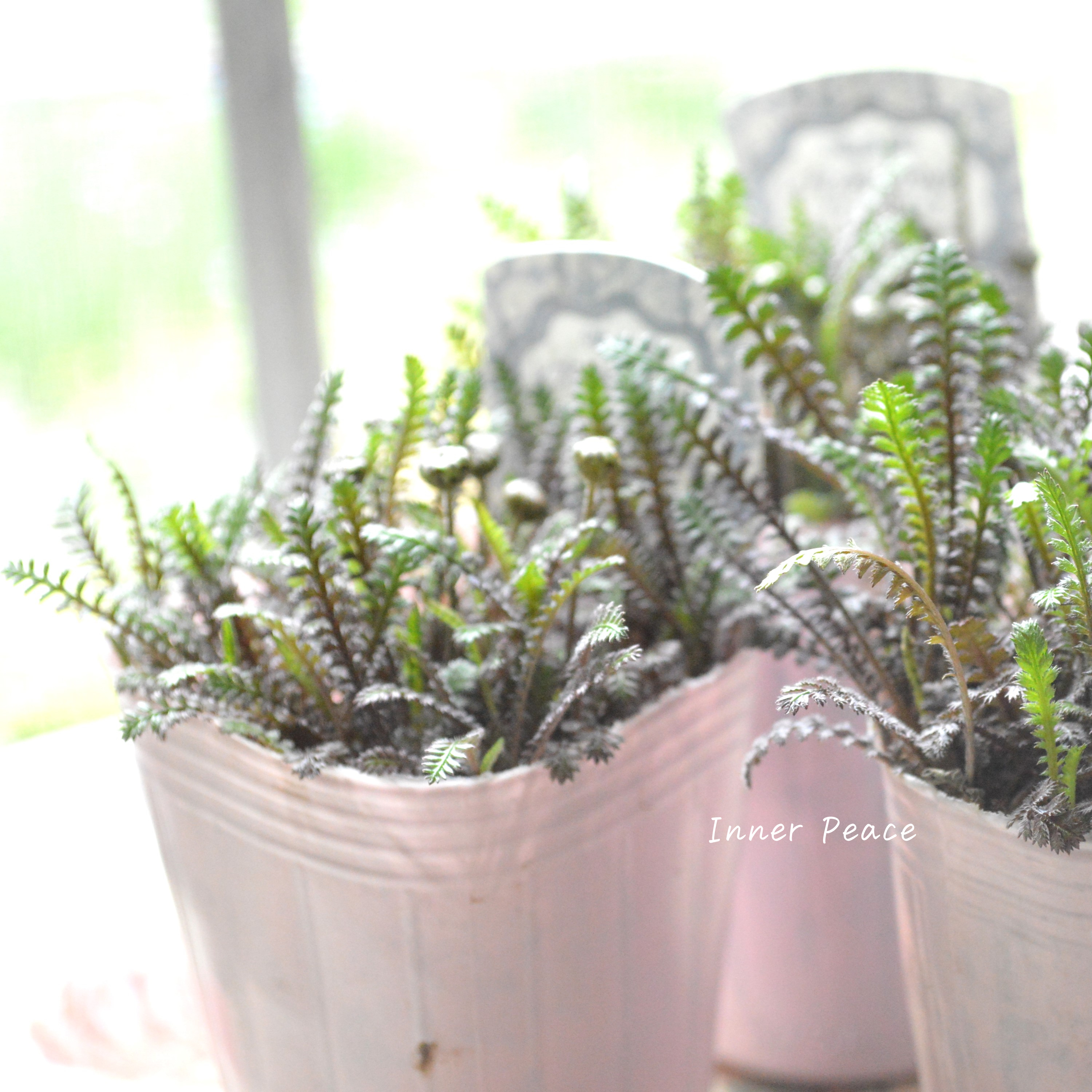 【個性的】 レプティネラ スクウォリダ 『プラッツブラック』 2.5寸POT