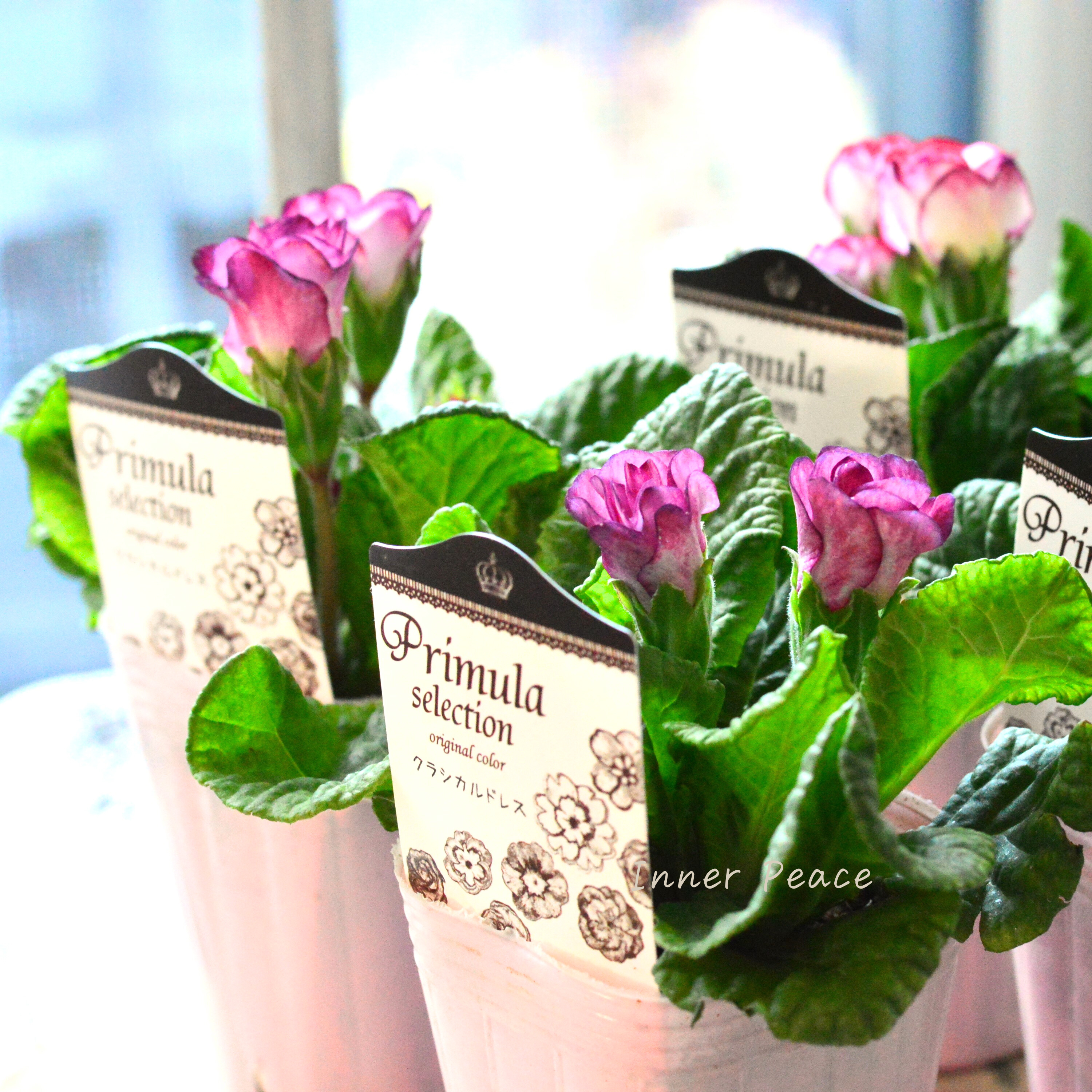 【k-plantsさん】 バラ咲き プリムラ 『クラシカルドレス』 2.5寸ロングPOT