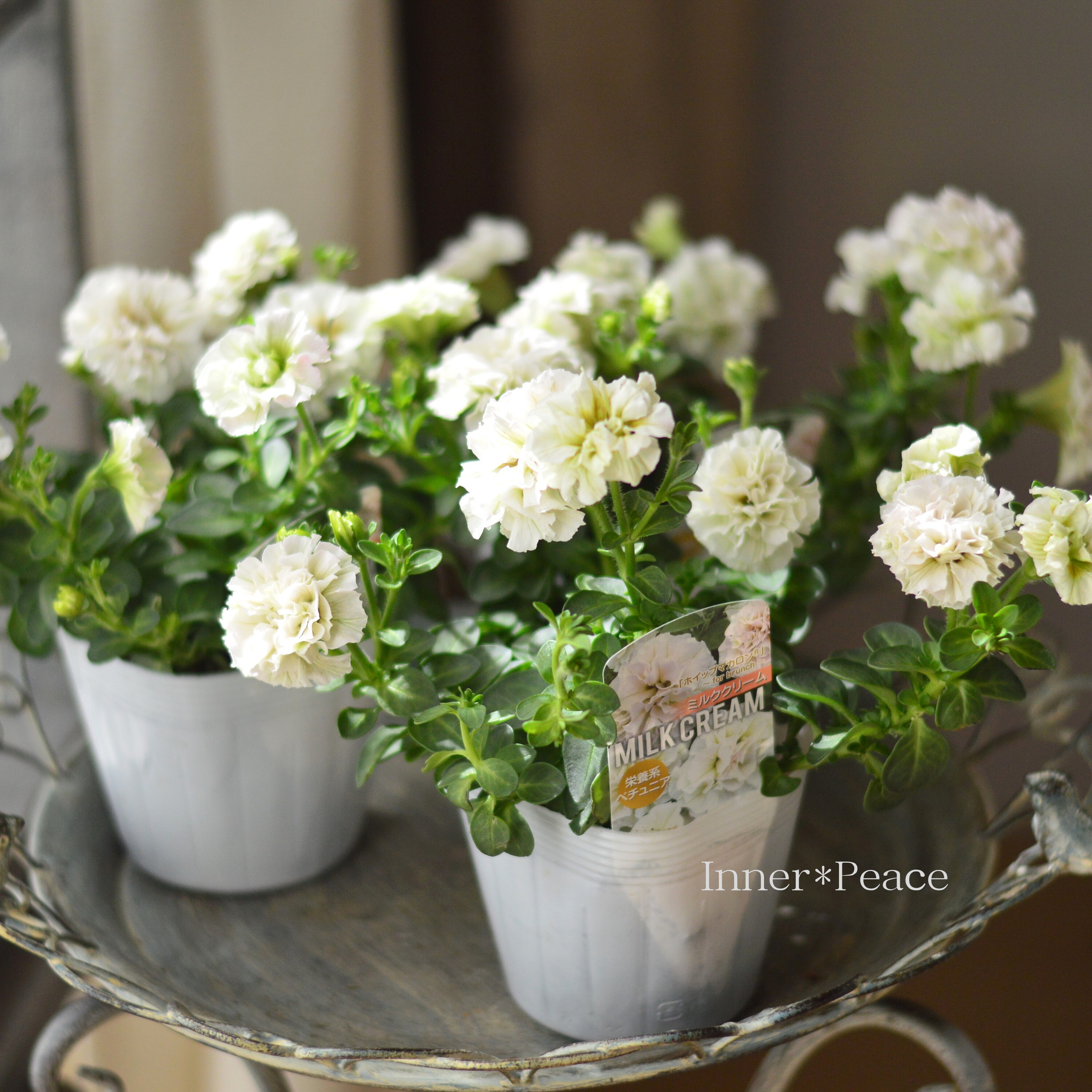 【花日和さんオリジナル】 ペチュニア 『ホイップマカロン・ミルククリーム』 3寸ロングPOT