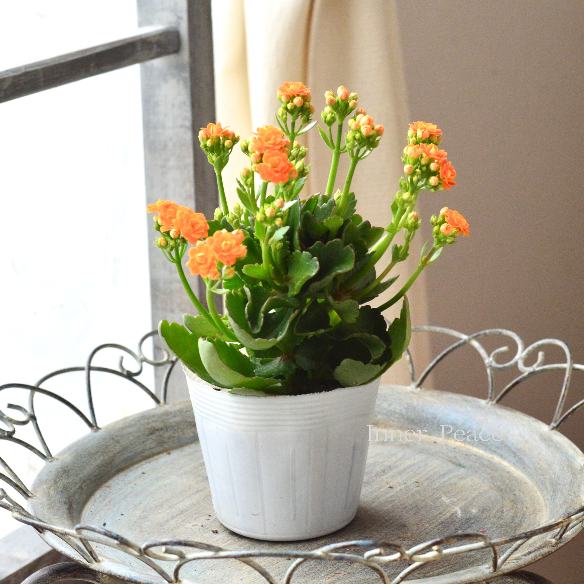 八重咲き】 カランコエ 『カランディーバ・オレンジ系』 3.5寸POT