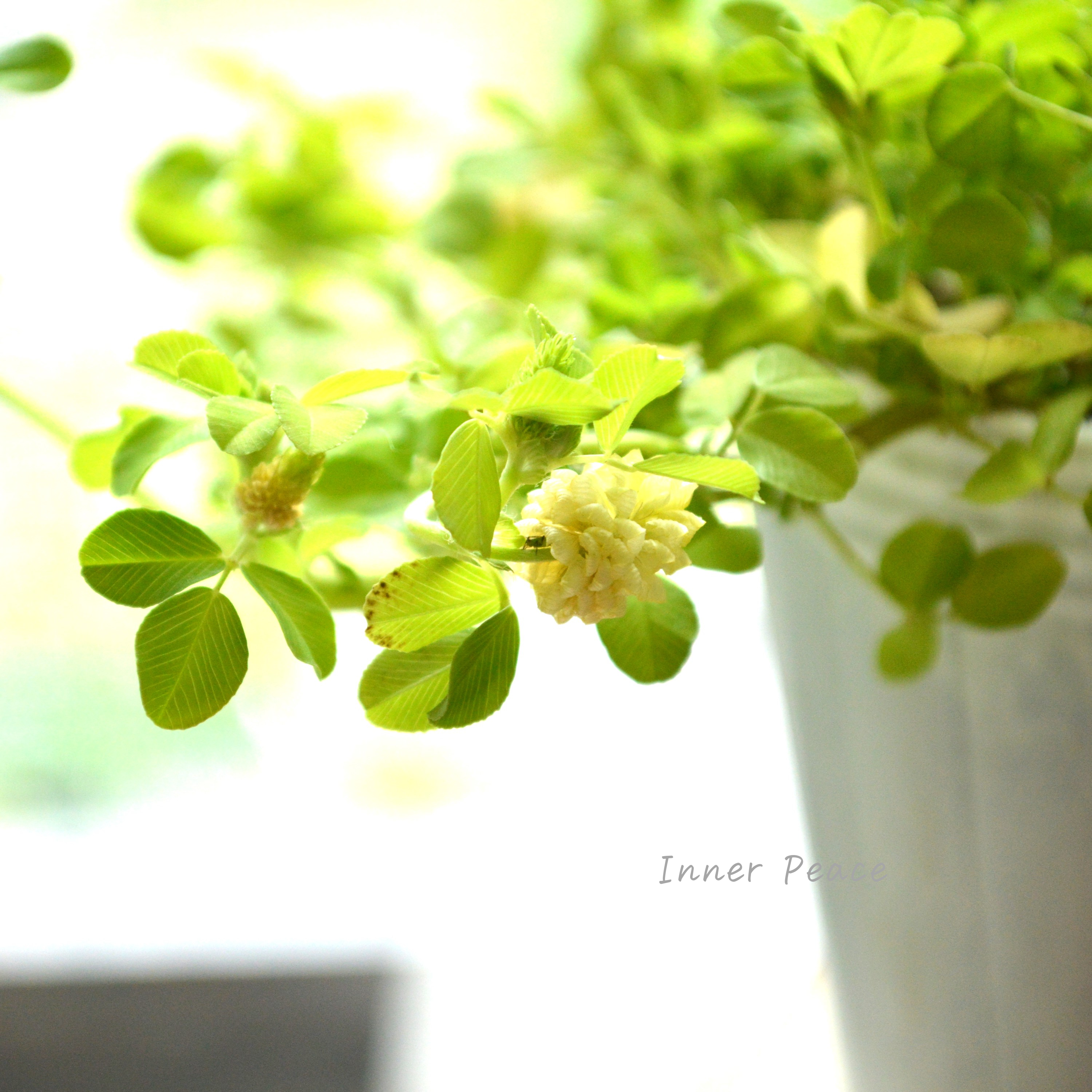 【爽やか】 クローバー 『ハッピーライム』 2.5寸ロングPOT