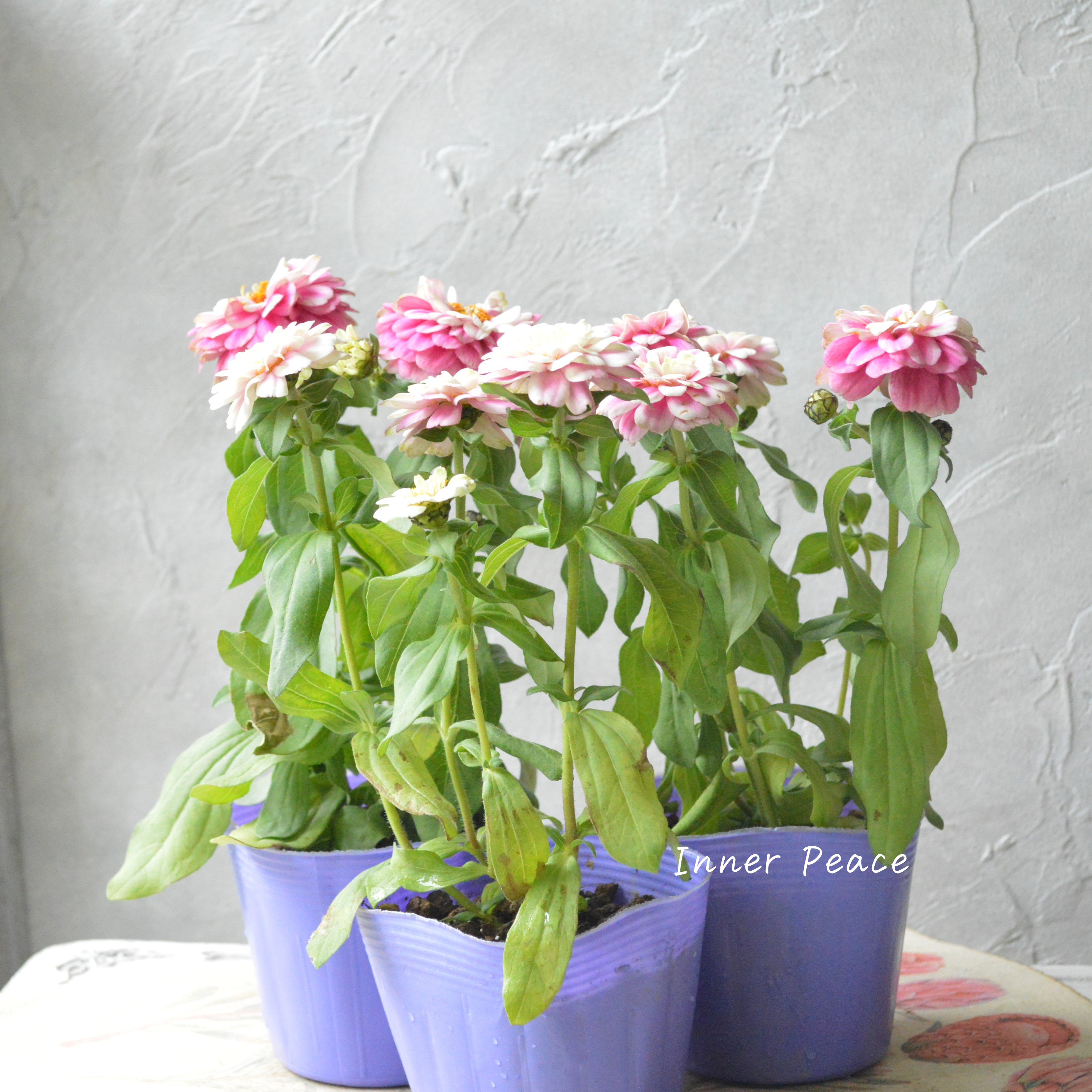 【八重咲き】 ジニア 『ダブルザハラ・ラズベリーリップル』 3寸POT