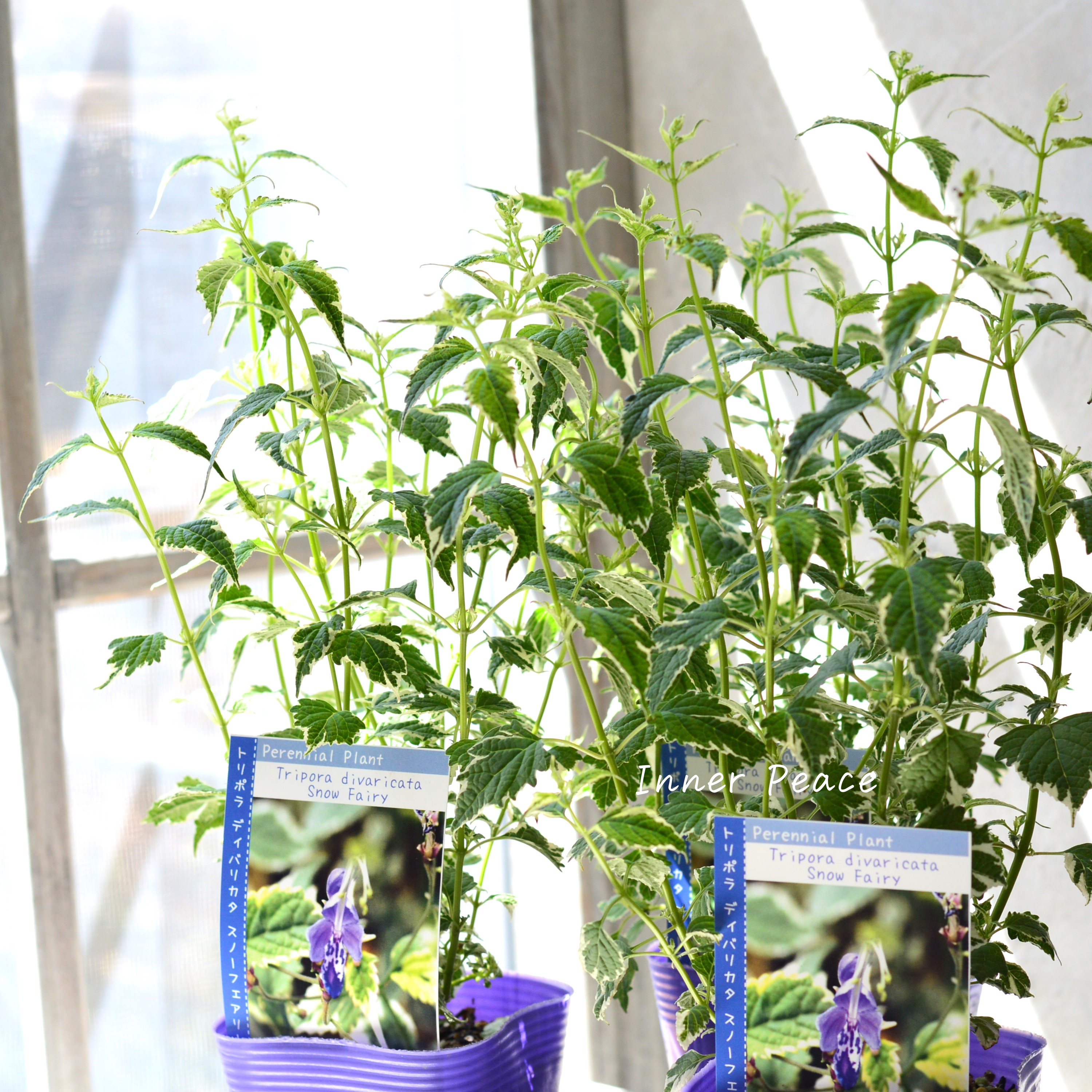 【斑入り】 カリオプテリス 『スノーフェアリー』(カリガネソウ) 3.5寸POT