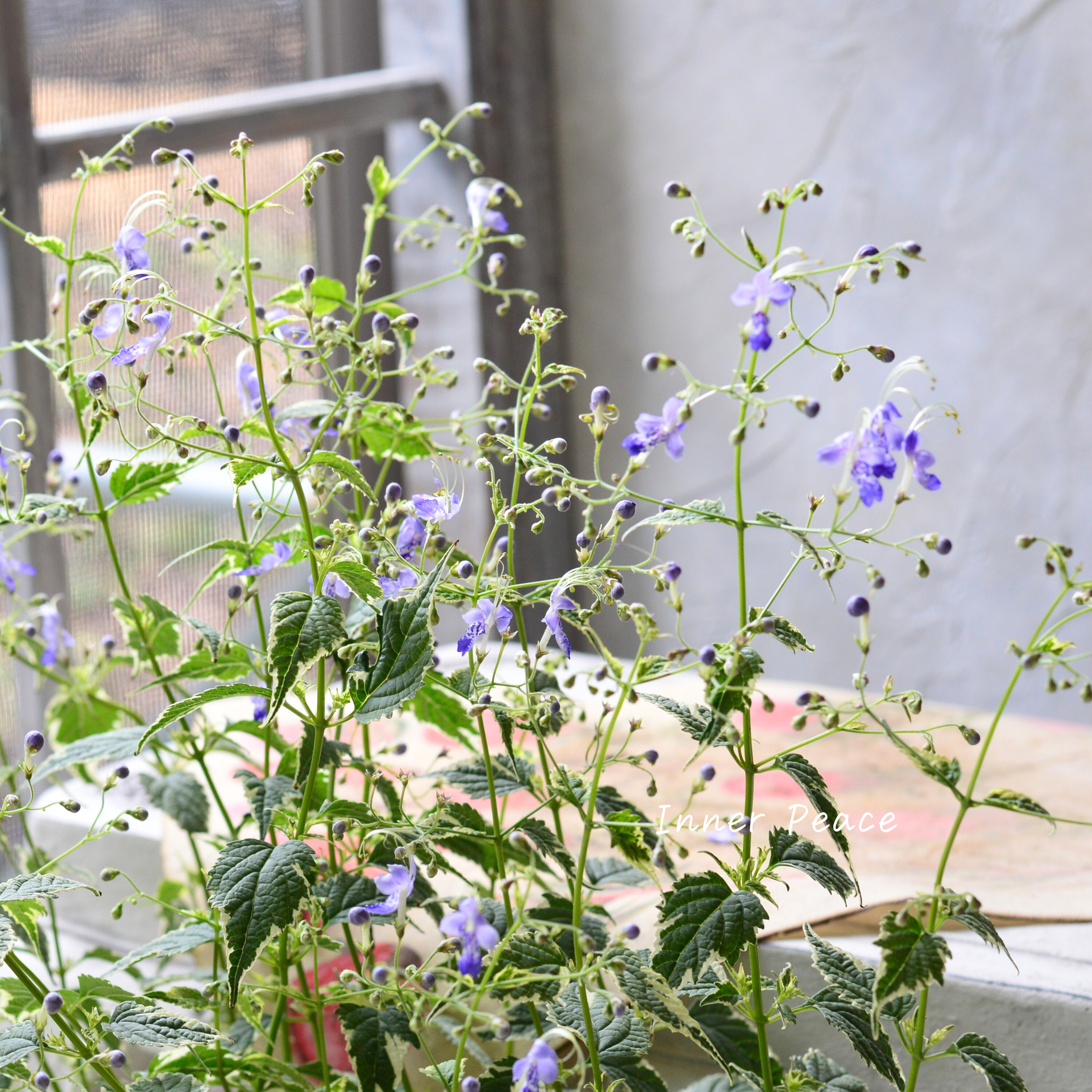 【斑入り】 カリオプテリス 『スノーフェアリー』(カリガネソウ) 3.5寸POT