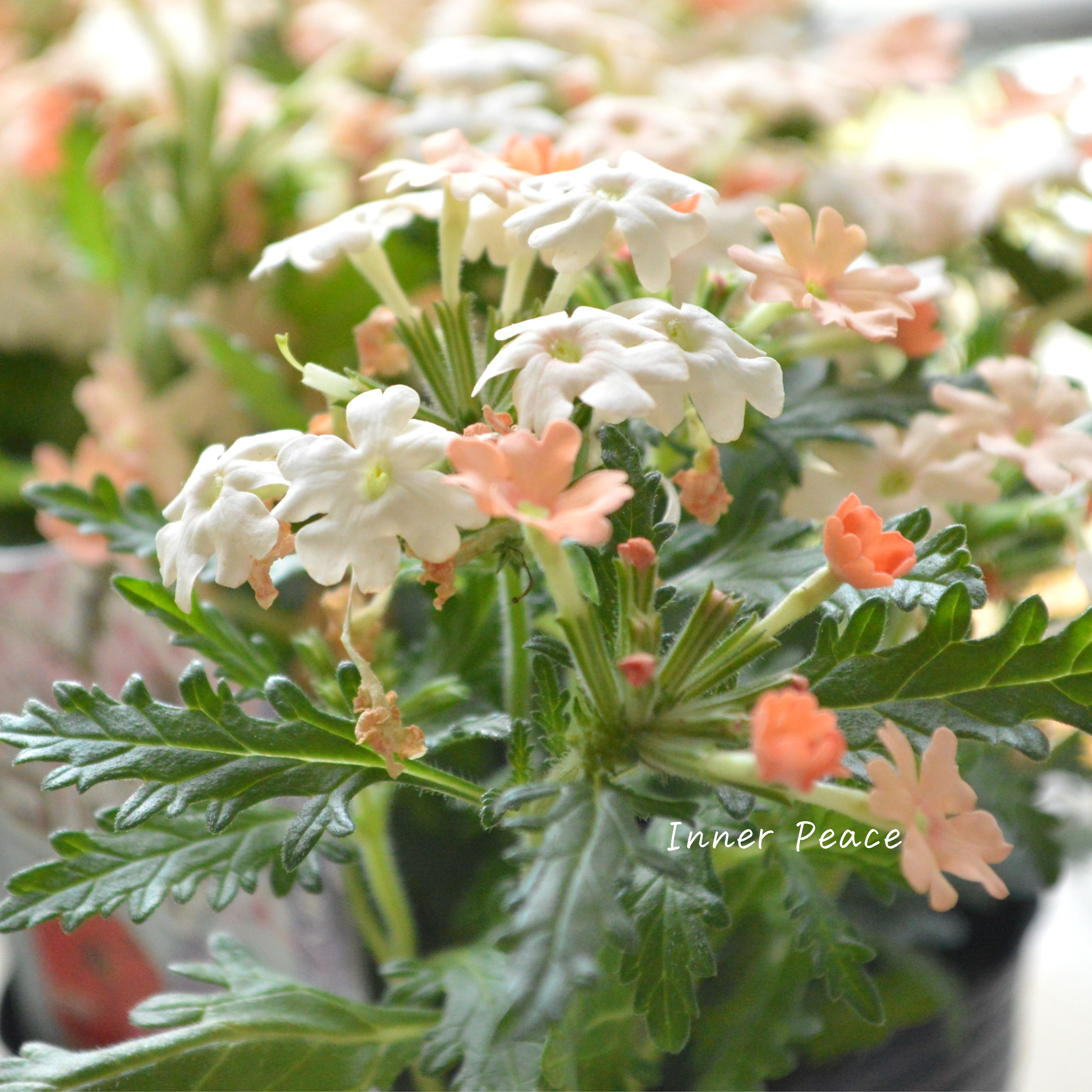 【宿根】 バーベナ 『コルト・ピーチ』 3.5寸POT