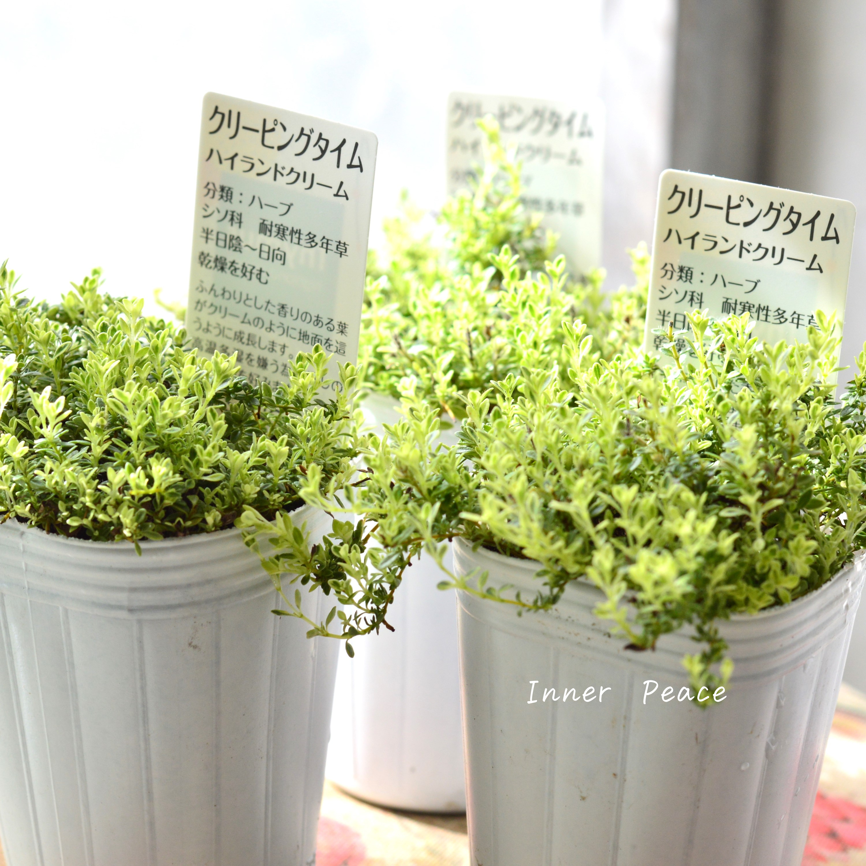 【斑入り】 クリーピングタイム 『ハイランドクリーム』 2.5寸POT