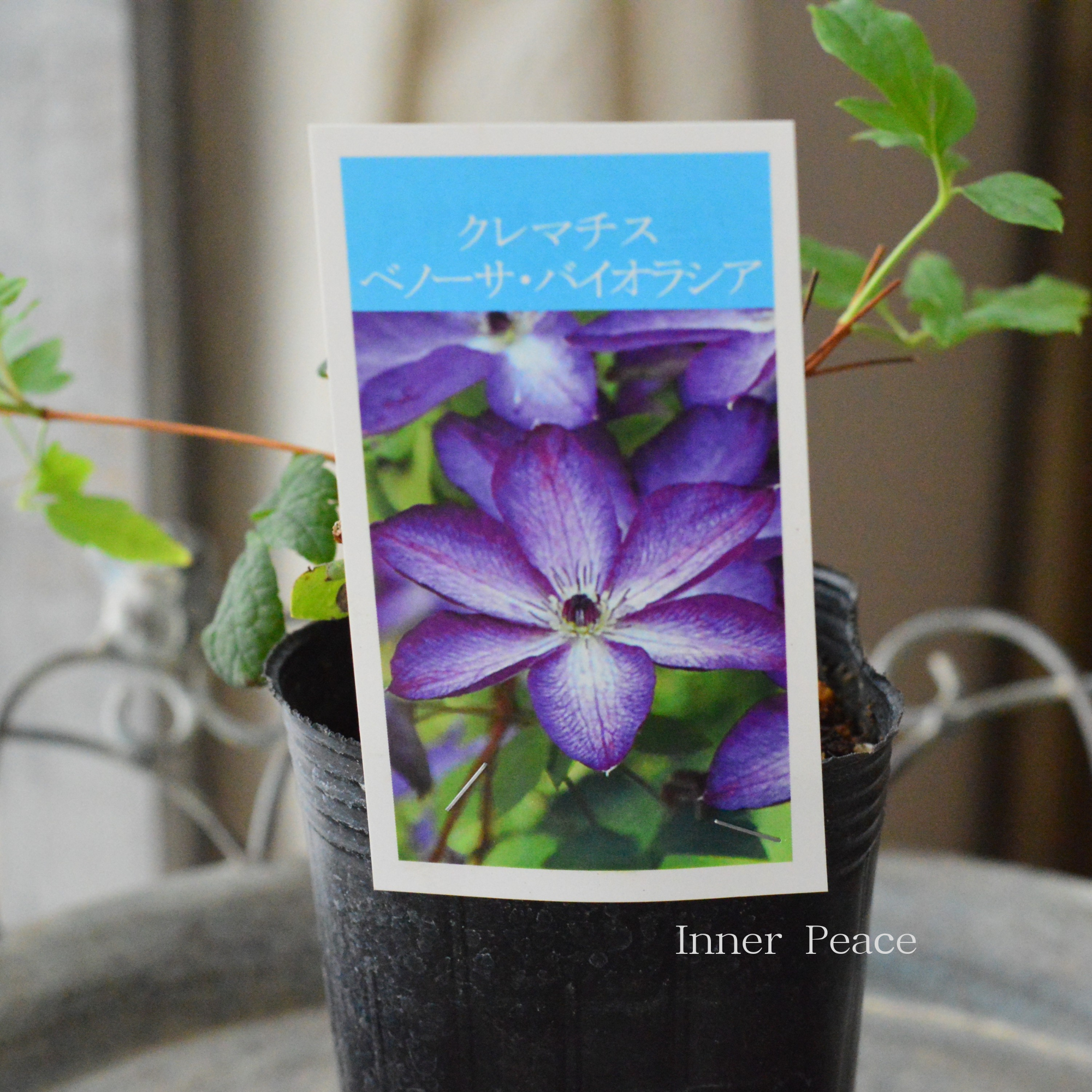 【及川フラグリーンさん】 クレマチス ビチセラ系 『ベノーサ・バイオラシア』 3寸POT