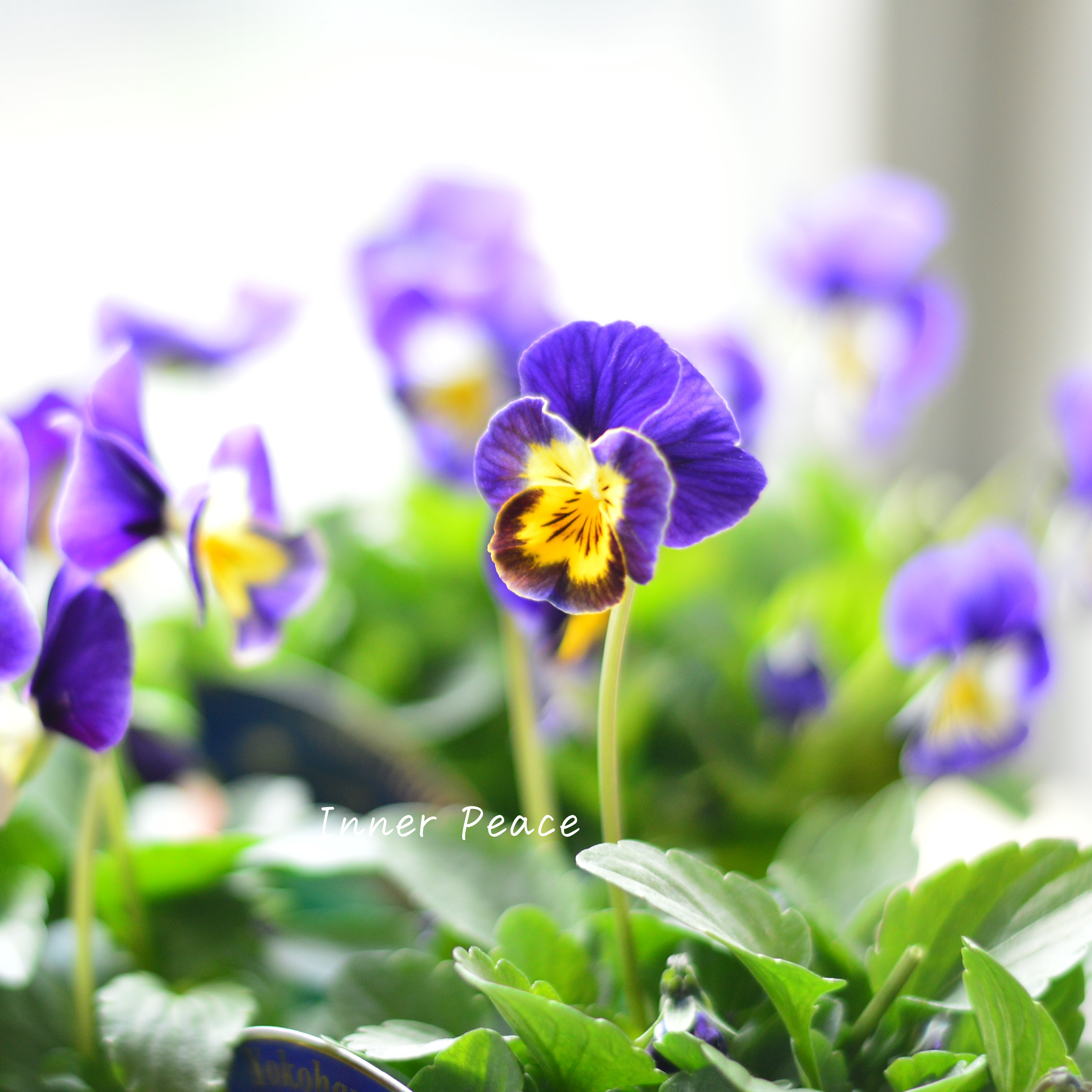 【人気】 ビオラ 『横浜セレクション・青き地球』 3寸POT