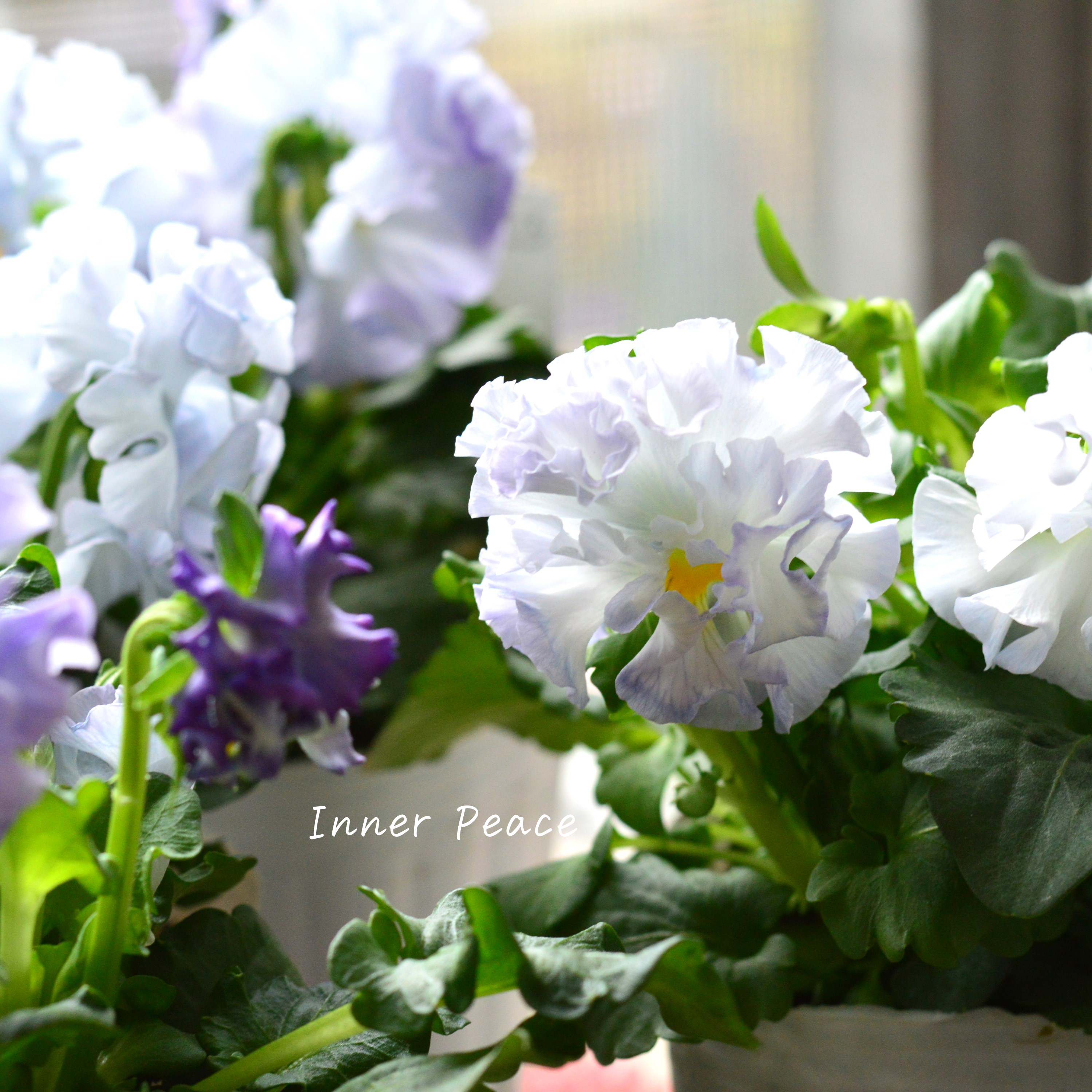 【湘南Berryさん】 フリルパンジー 『シュガーボンボン・ブルー系』 3寸POT