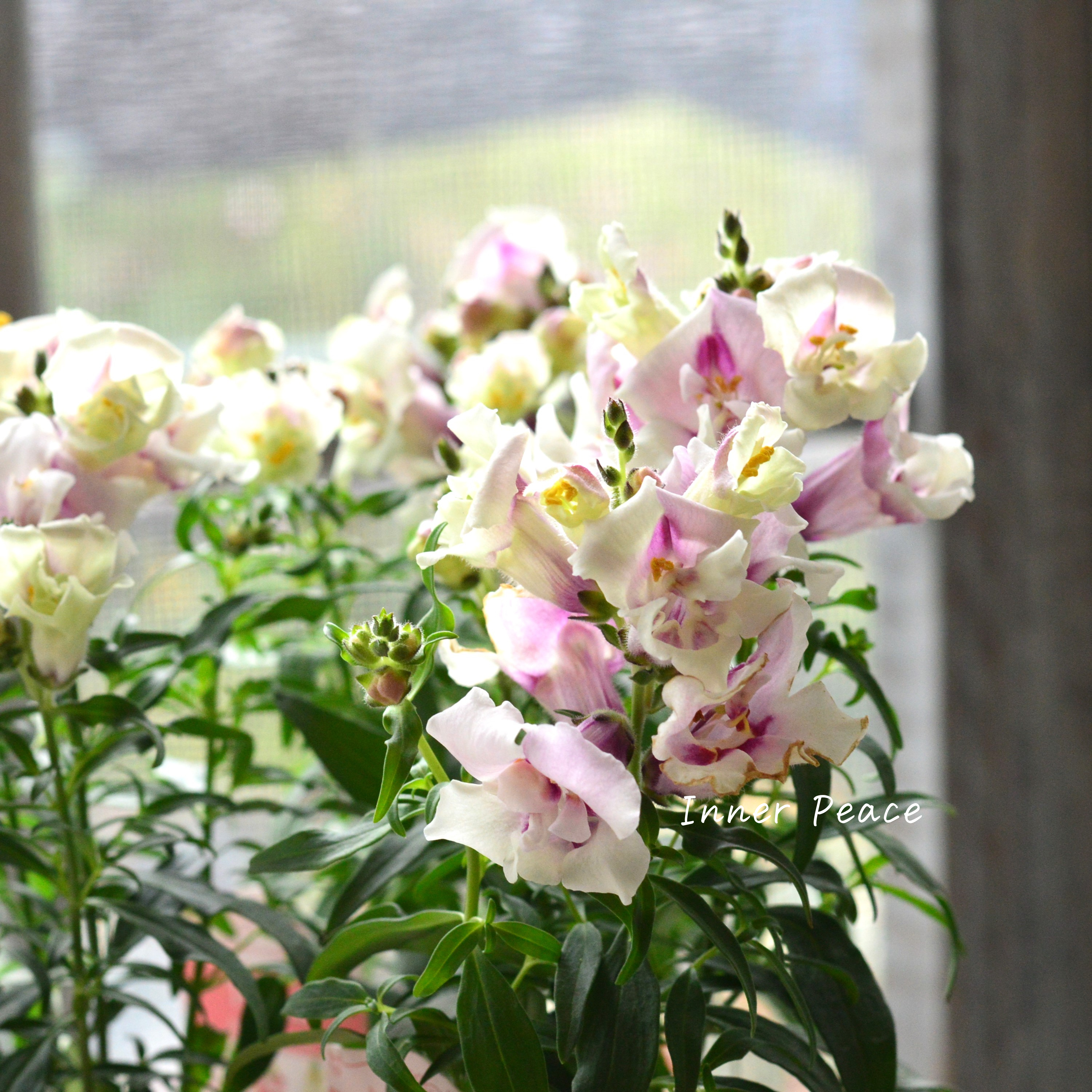 【かわいい】 キンギョソウ・トゥイニー 『オーキッド』 3寸ロングPOT