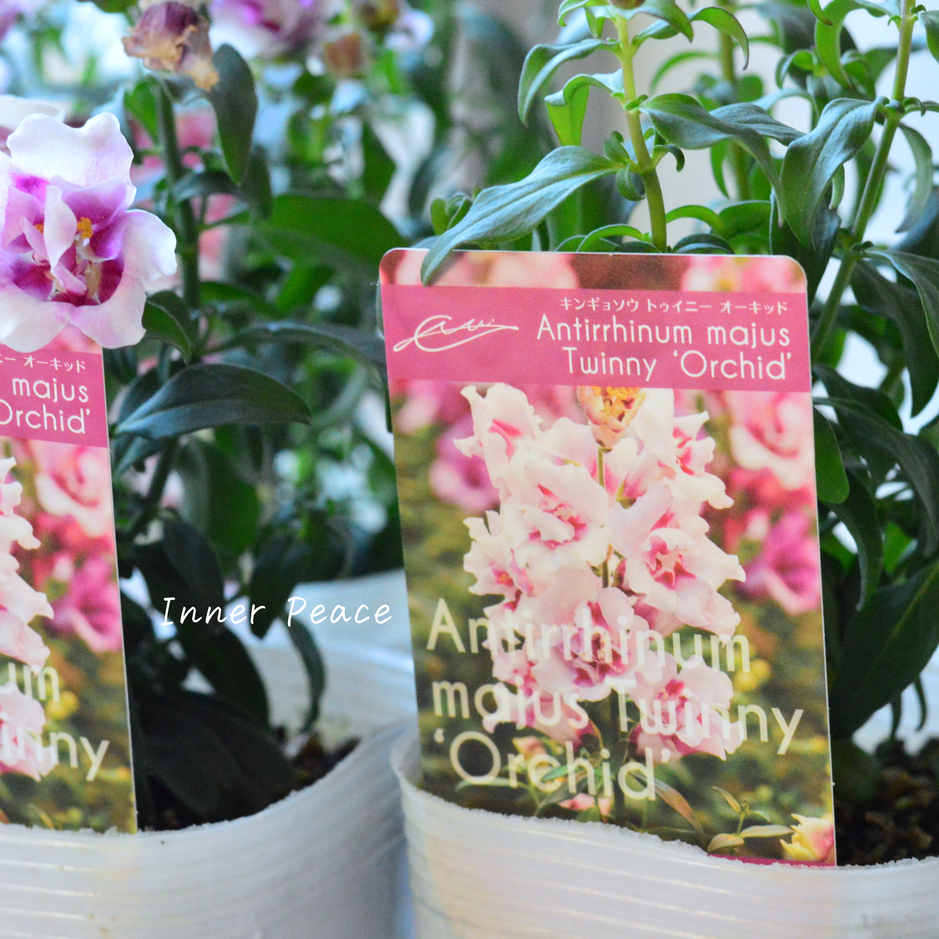【かわいい】奥田さん生産の キンギョソウ・トゥイニー 『オーキッド』 3寸ロングPOT