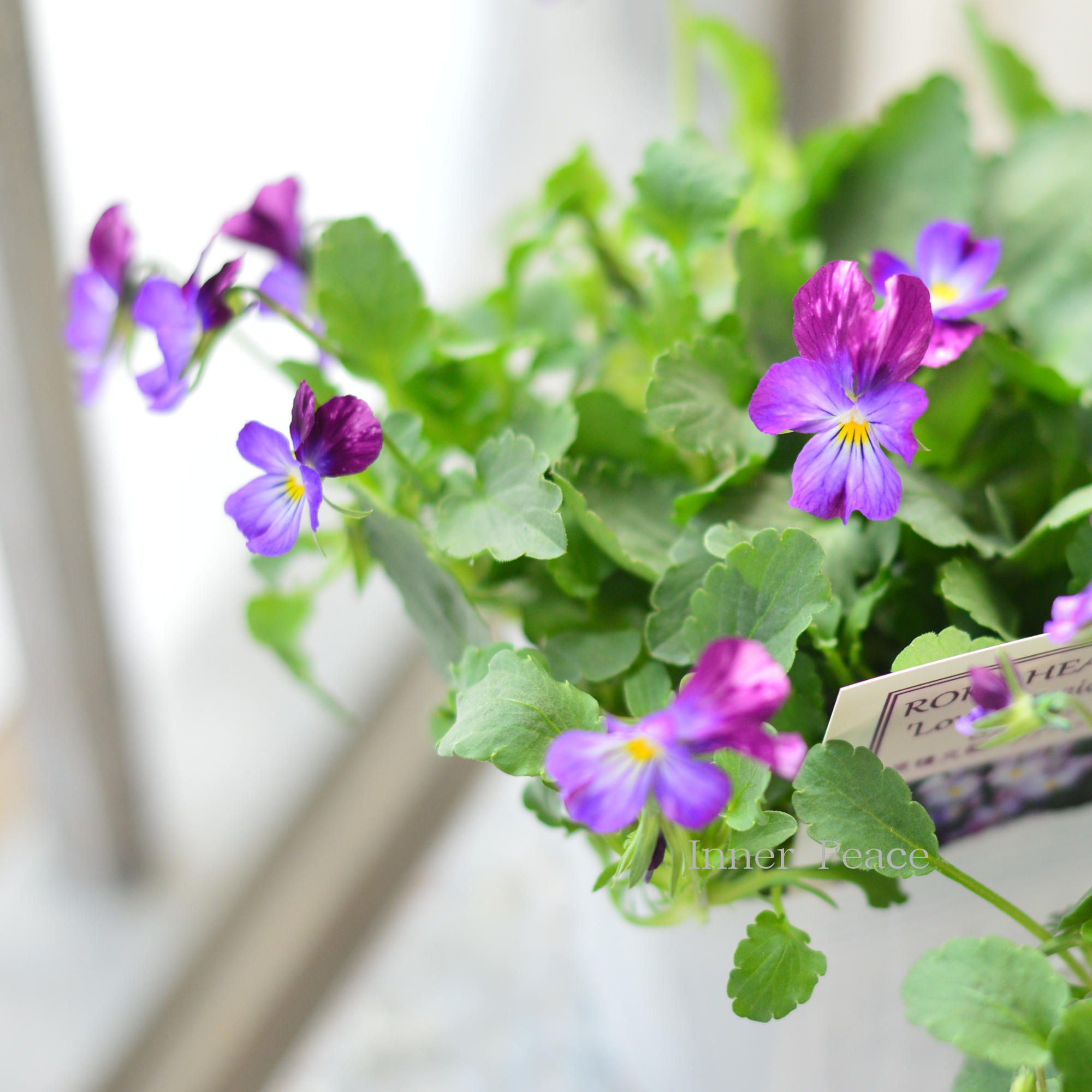 【美しい】 ビオラ ロカハーツ 『ラブパッション』 3.5寸POT