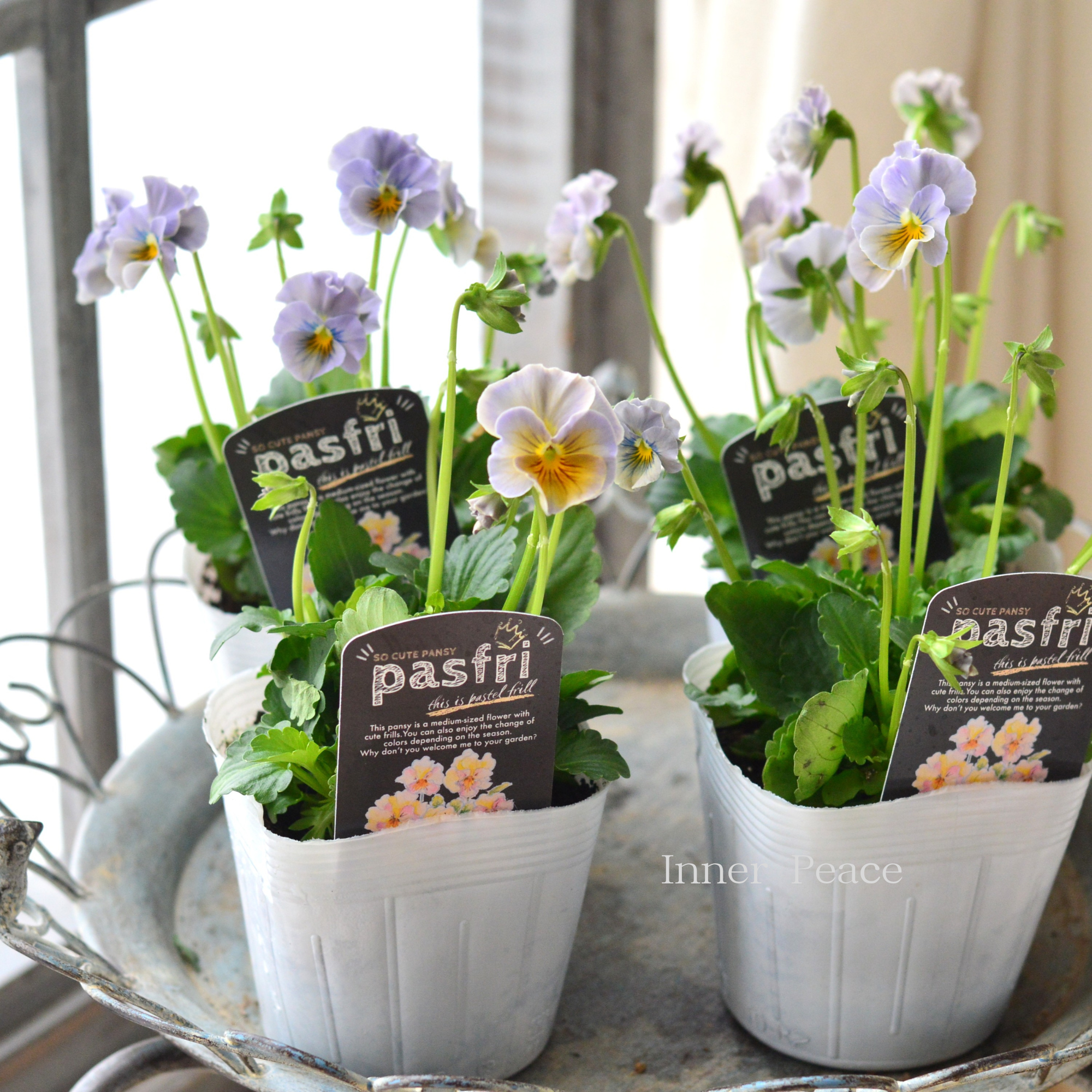 【桂楓園さんオリジナル】 パンジー 『pasfri ~パスフリ~・5番』 3.5寸POT