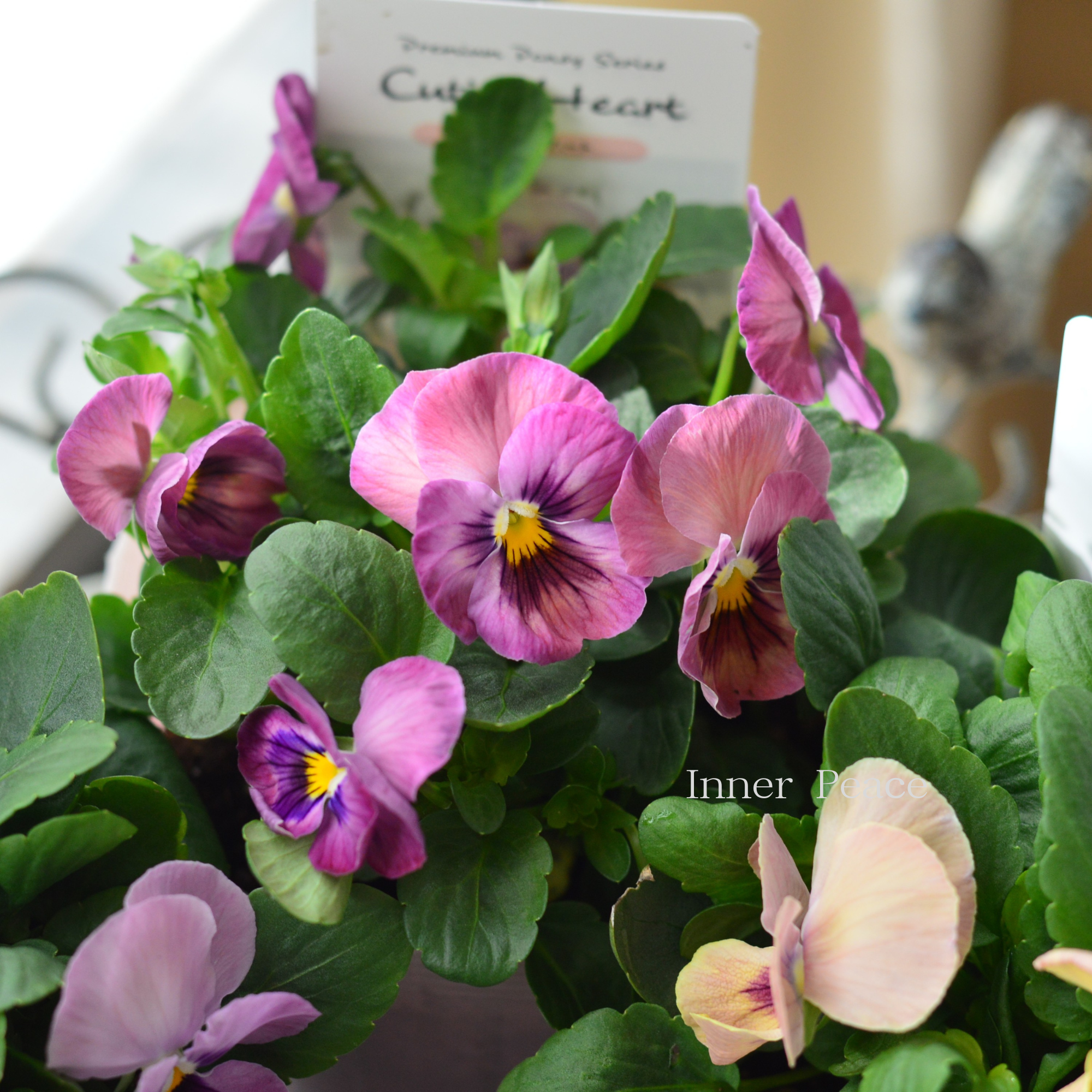 【かわいい】 パンジー 『キューティーハート』 3.5寸POT