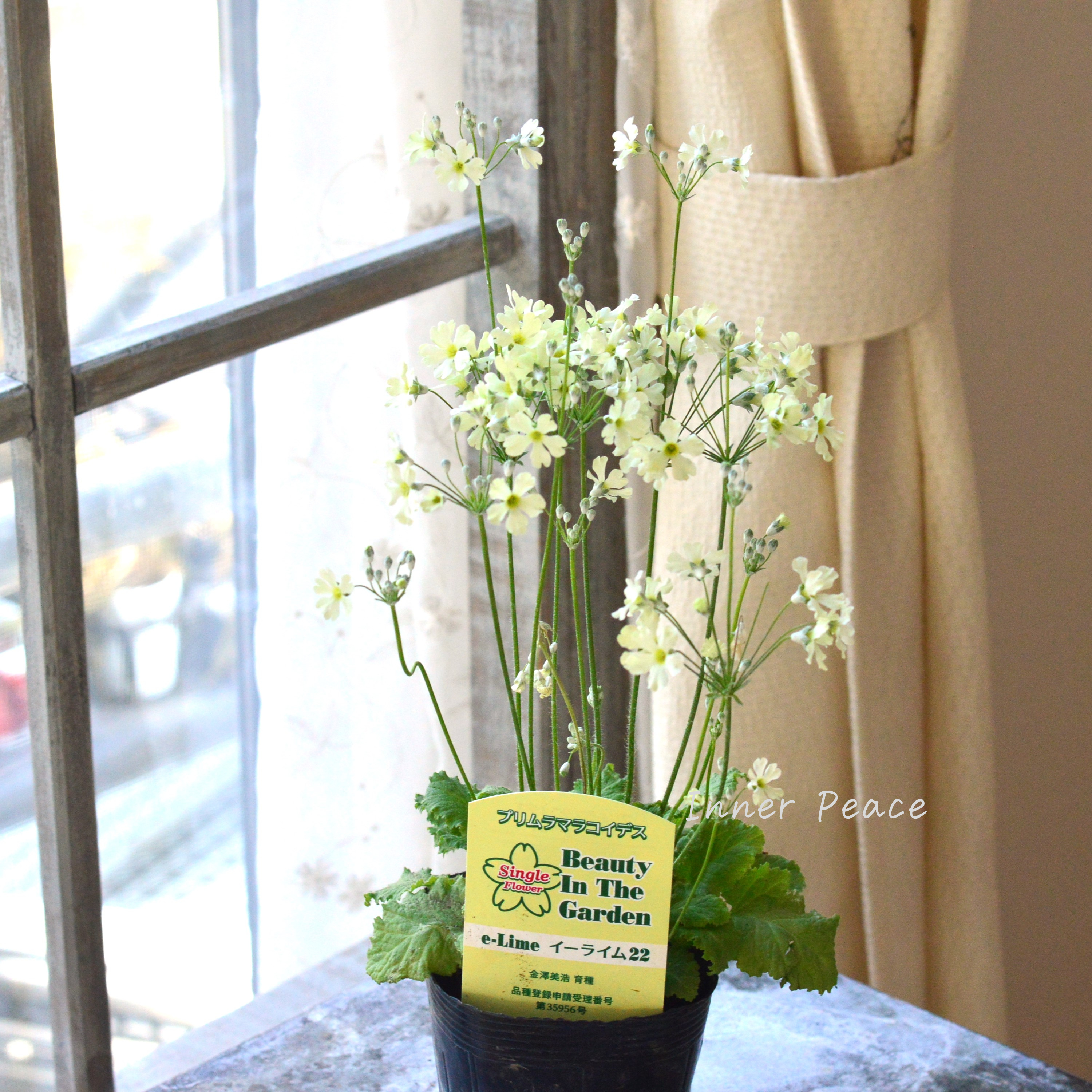 【可憐】 プリムラ マラコイデス 『イーライム22』 3.5寸POT