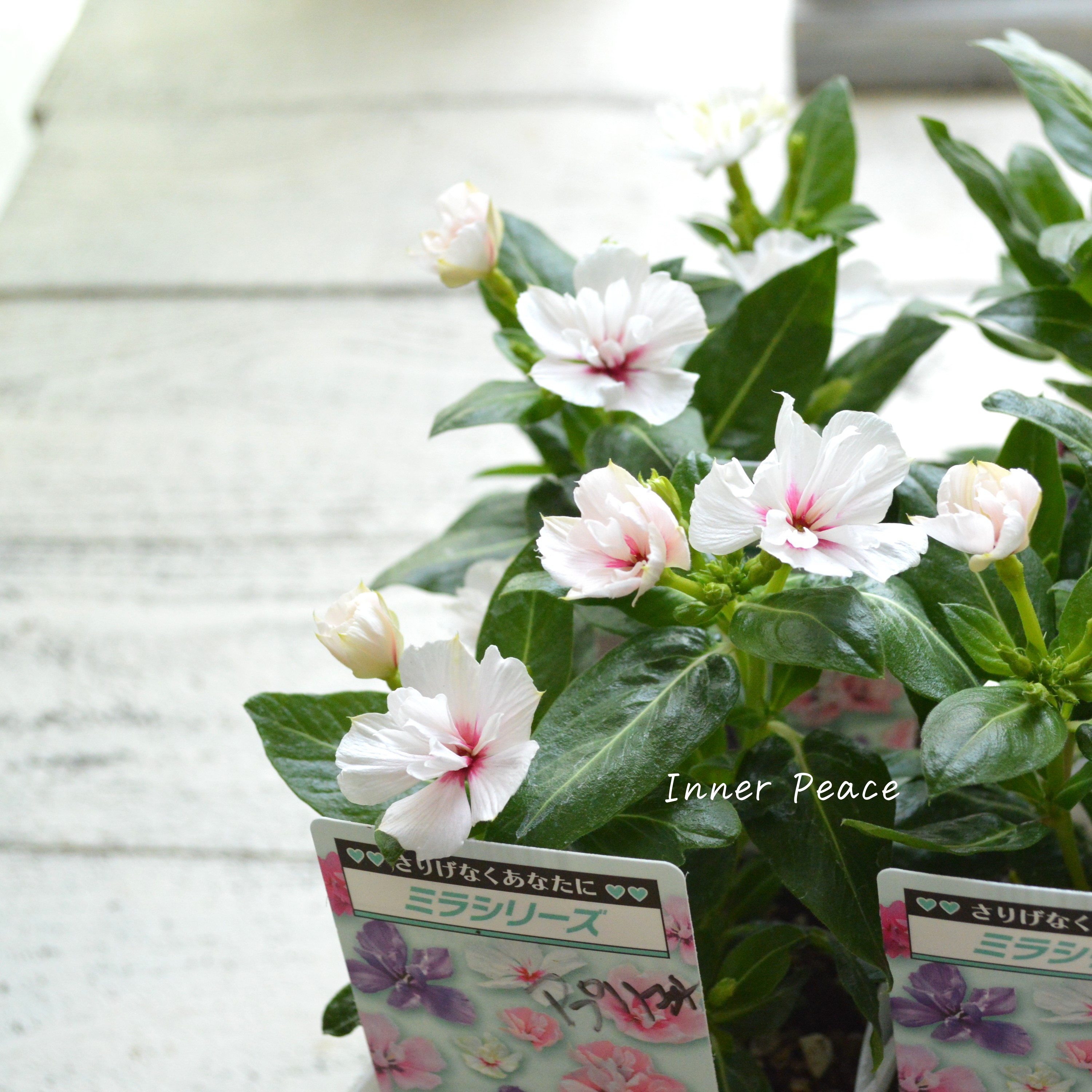 【北島園芸さん】 ニチニチソウ(八重咲き) 『ミラシリーズ・アプリコット』 3.5寸POT