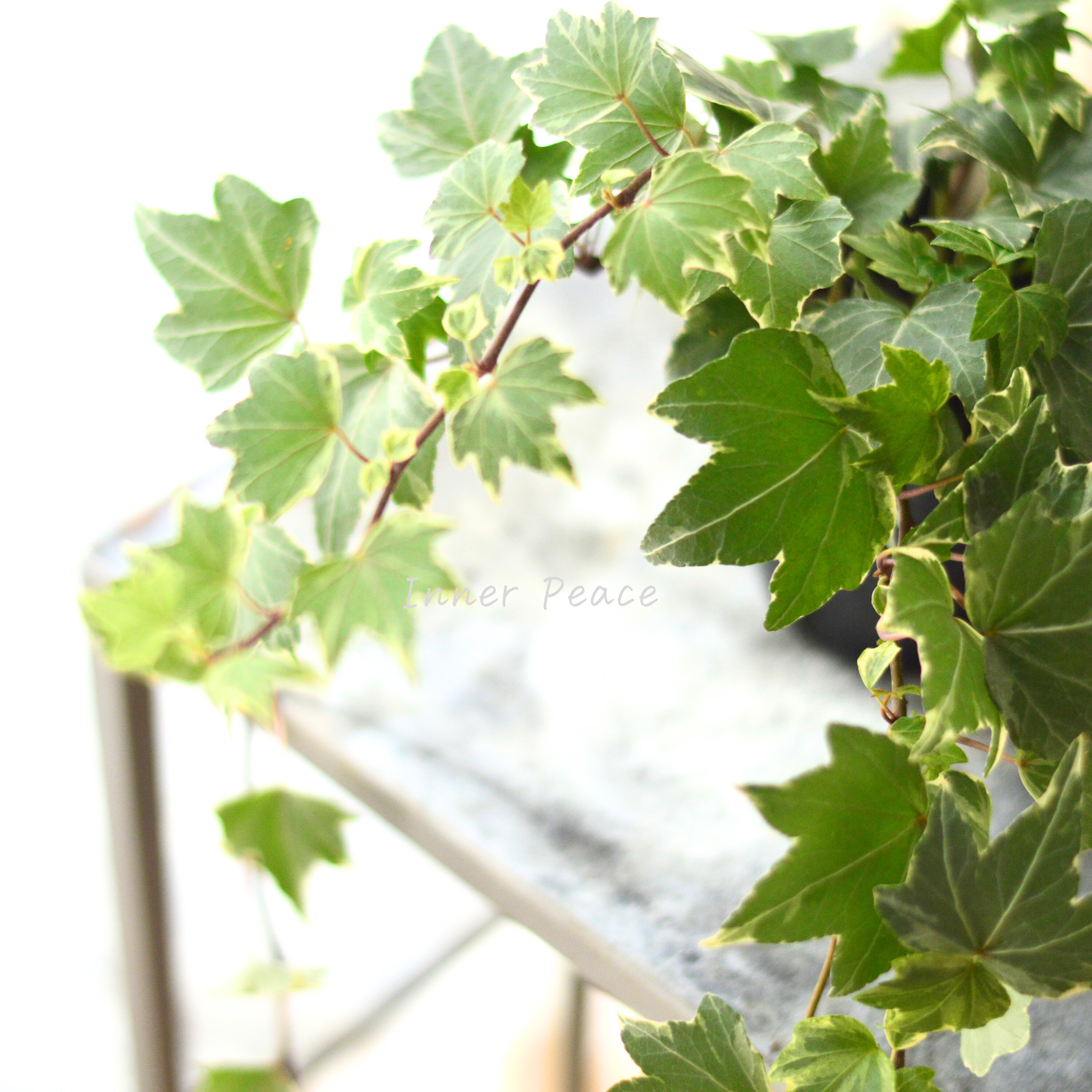 【寄せ植えに】 ヘデラ ヘリックス 『ホワイトリップル』 3寸POT