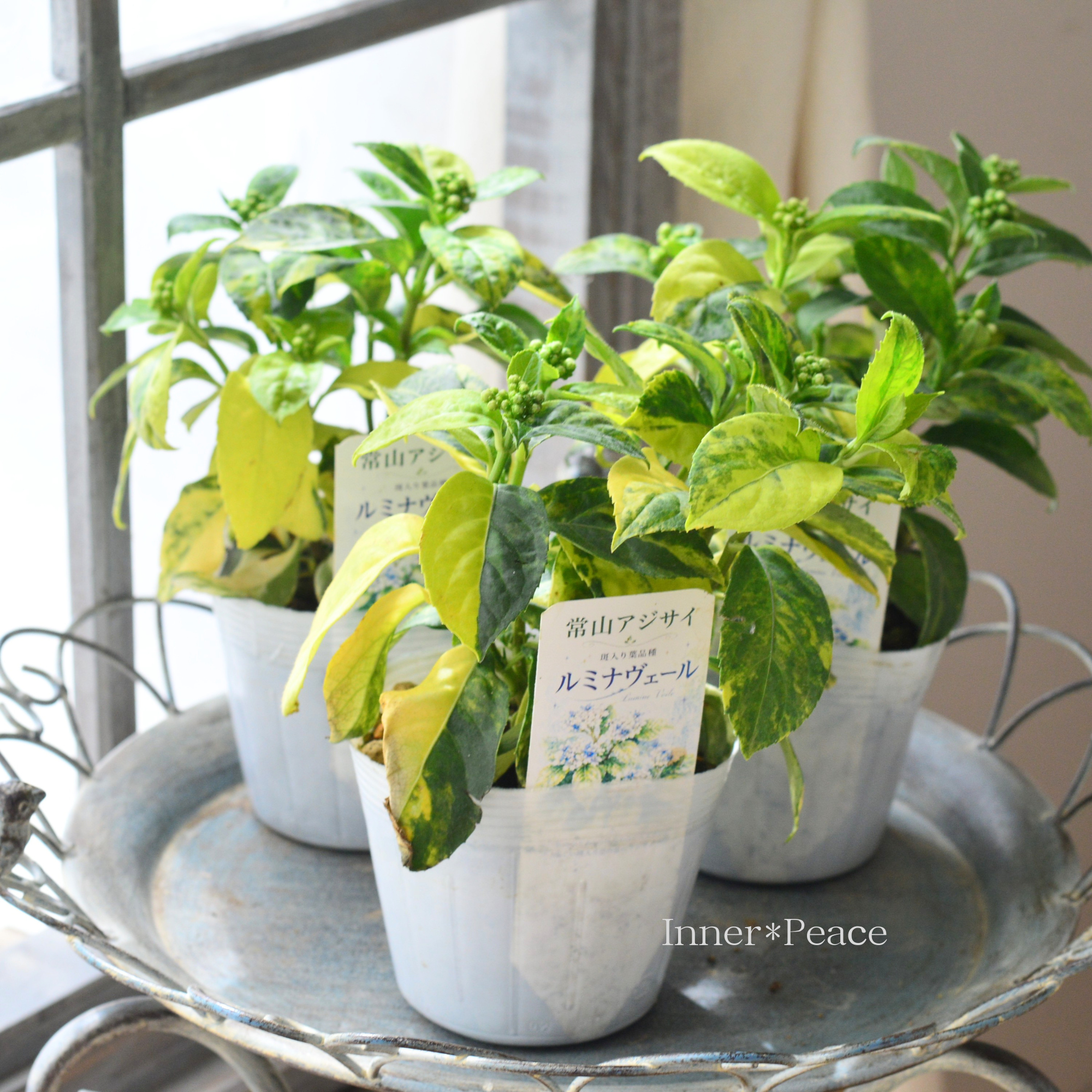 【斑入り葉】 常山あじさい 『ルミナヴェール』 3.5寸POT