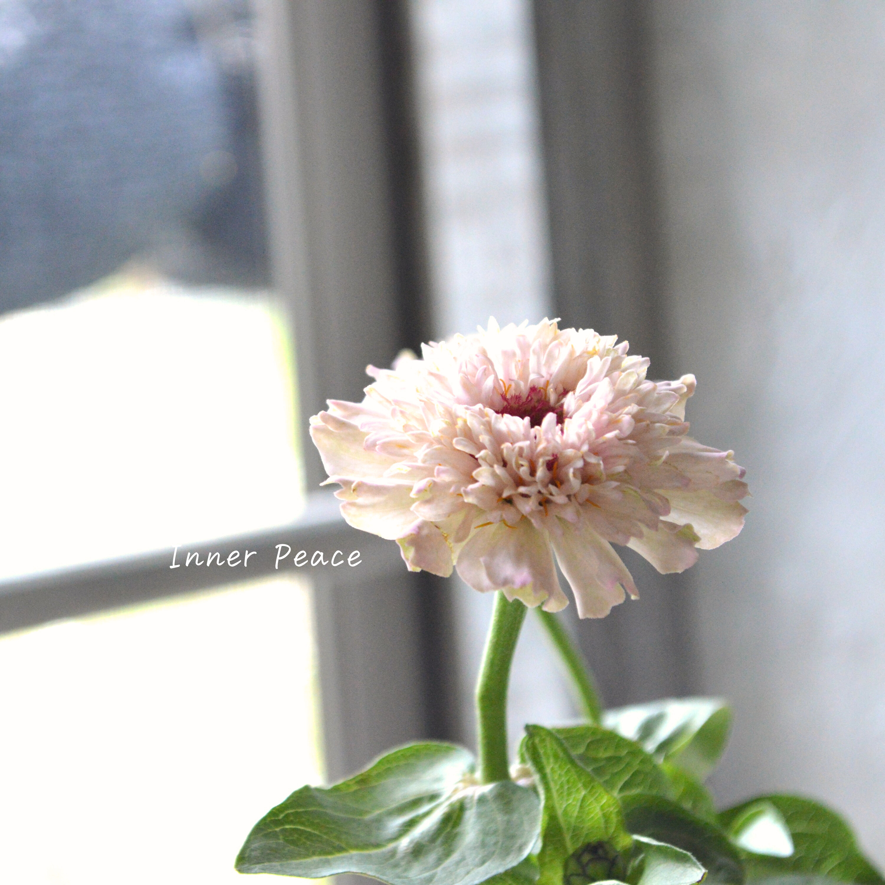 【かわいい】 ジニア 『シンデレラ・ライラック』 3.5寸POT