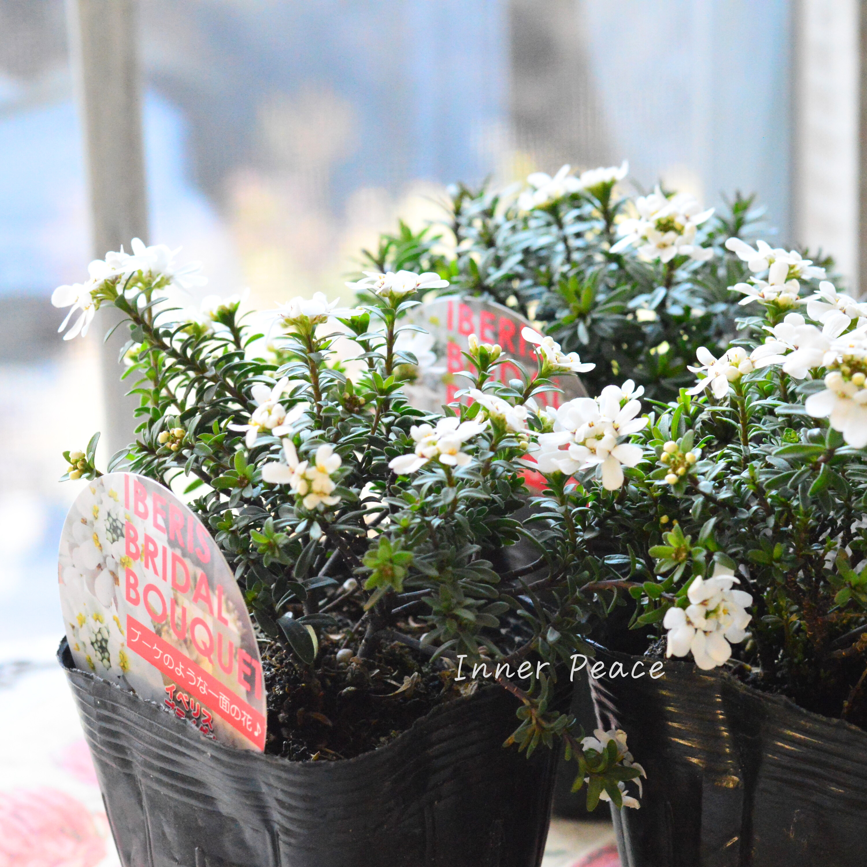 【寒さに強い】 宿根イベリス 『ブライダルブーケ』 3.5寸POT