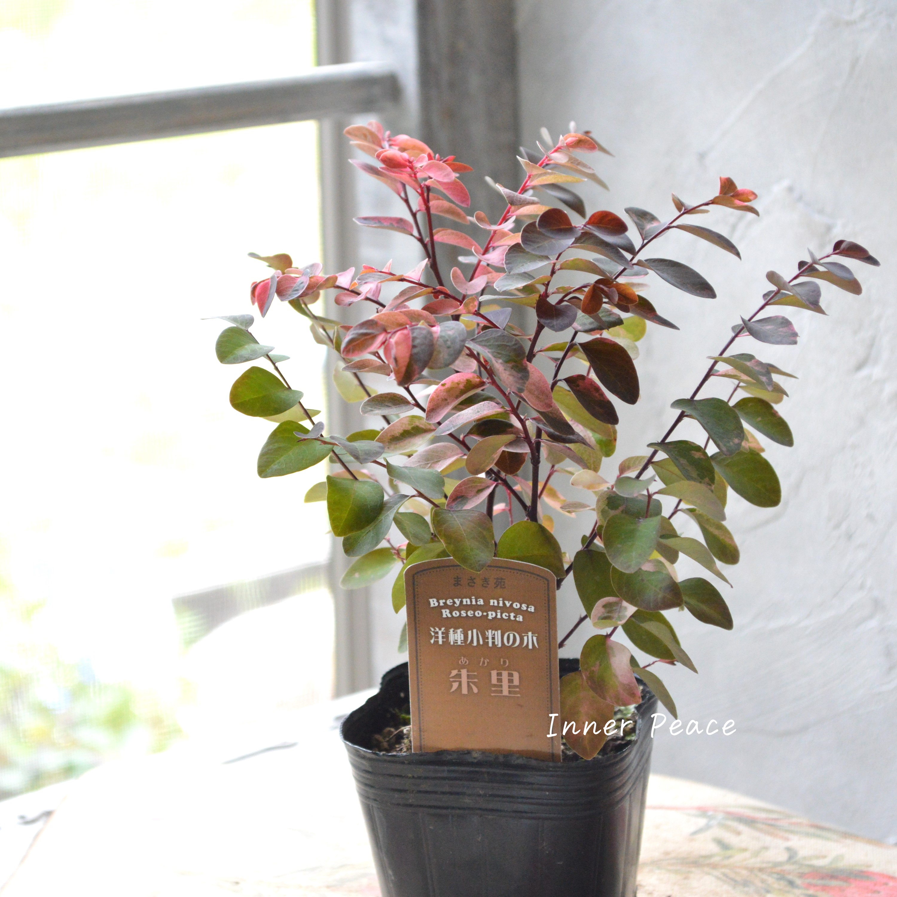 【希少】 ヨウシュコバンノキ(洋種小判の木)『朱里ーあかりー』 3寸POT