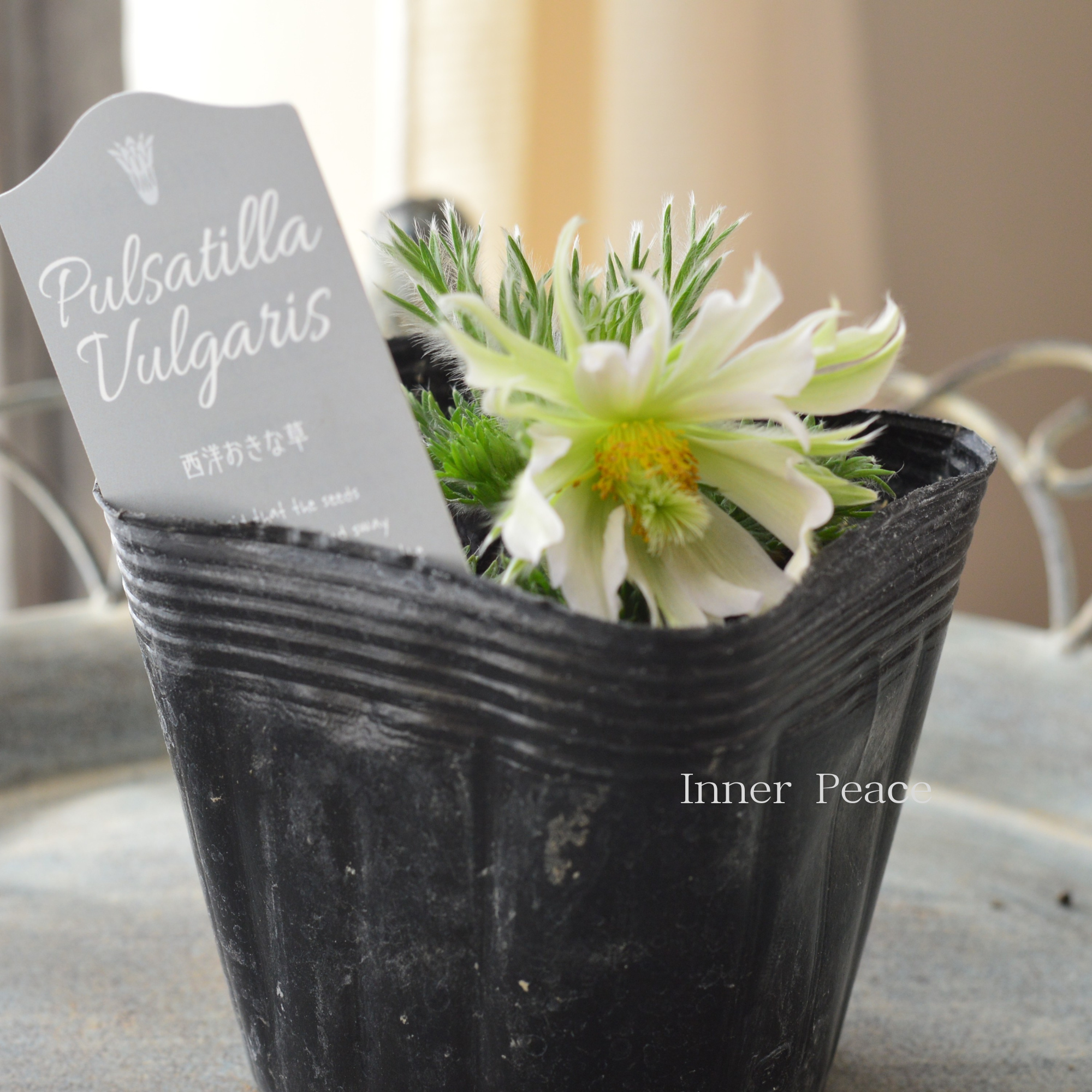 【希少】 八重咲き 西洋オキナグサ 『プルサティラ ブルガリス・ホワイトグリーン系』 3.5寸POT