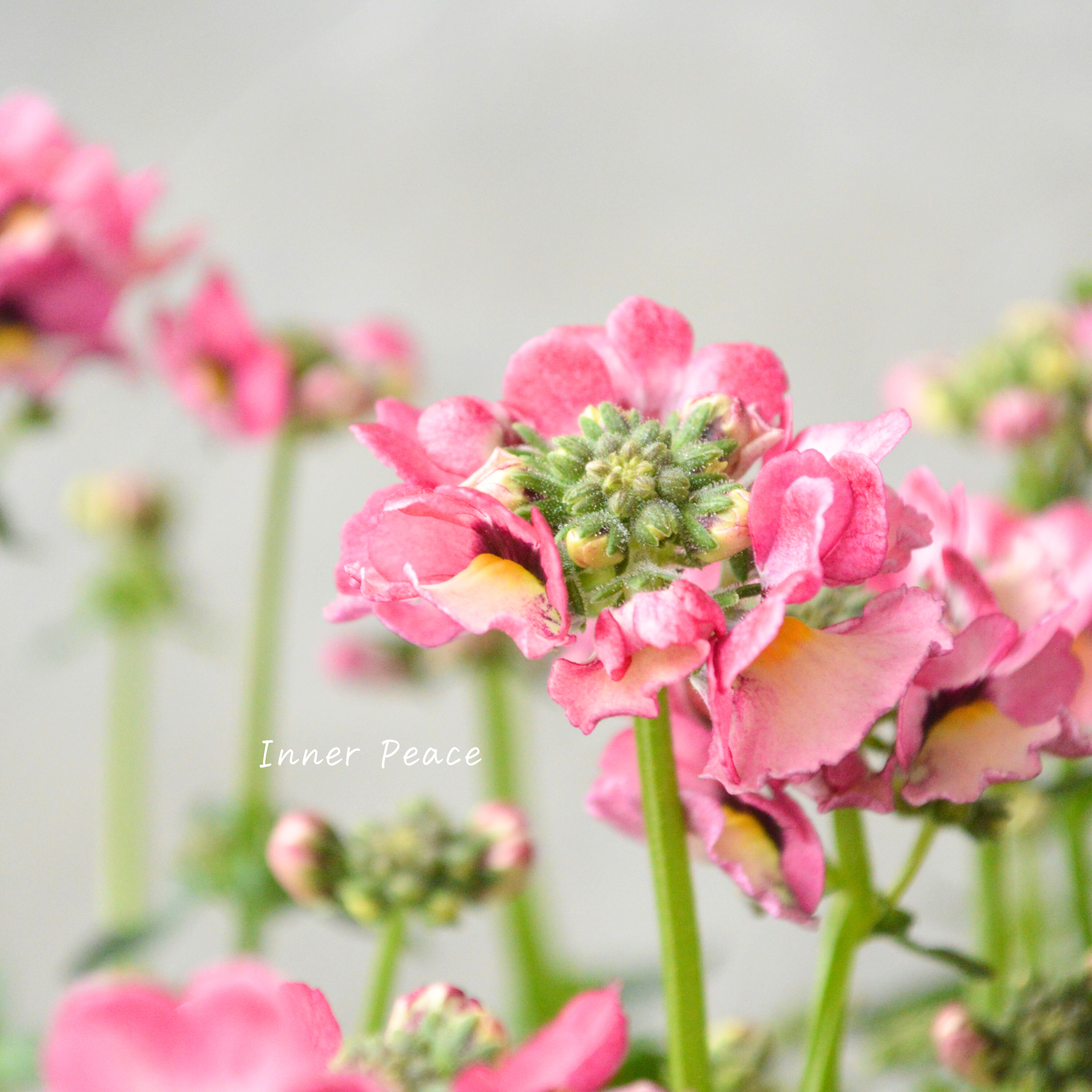 【花芳さん】 ネメシア 『マリー・ラヴィアンローズ』 3.5寸POT