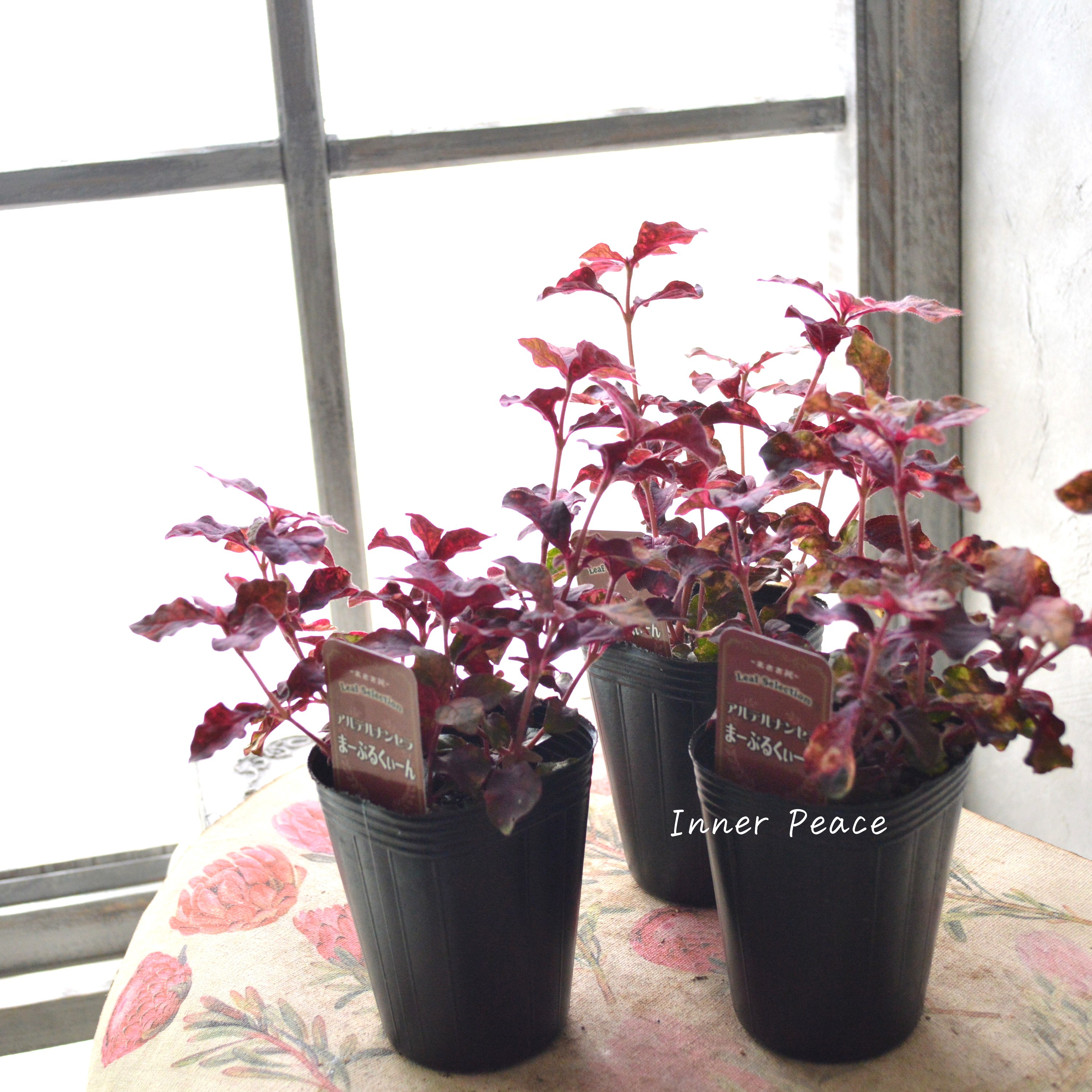 【美しい】アルテルナンテラ『マーブルクイーン』 2.5寸~3寸POT