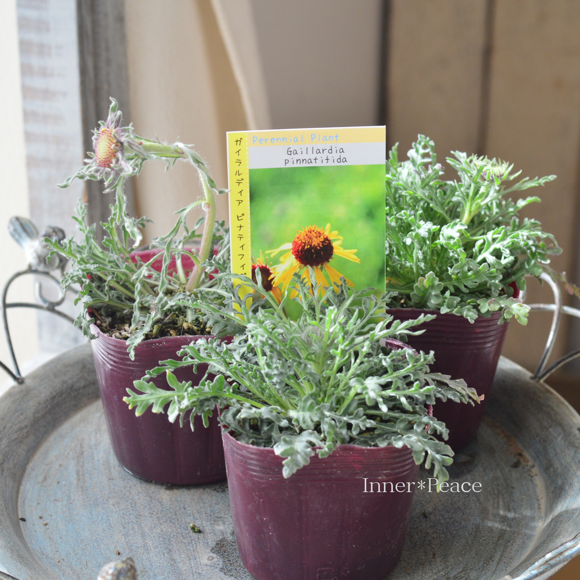 【希少】 ガイラルディア 『ピナティフィダ』 3.5寸POT