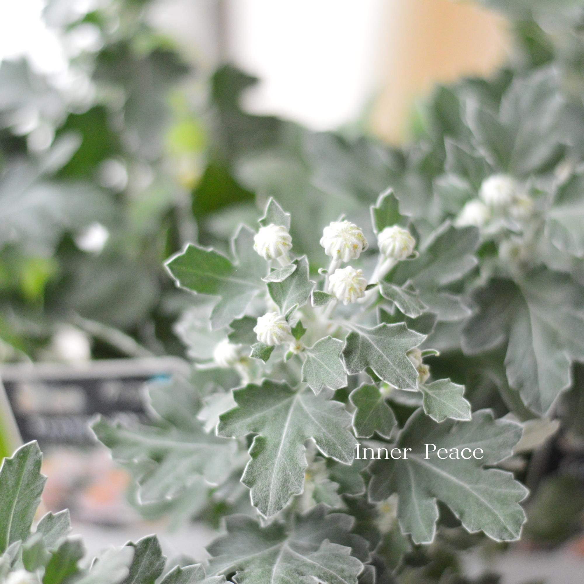 【かわいい】 フローズンマム 『メローピンク』 3.5寸POT