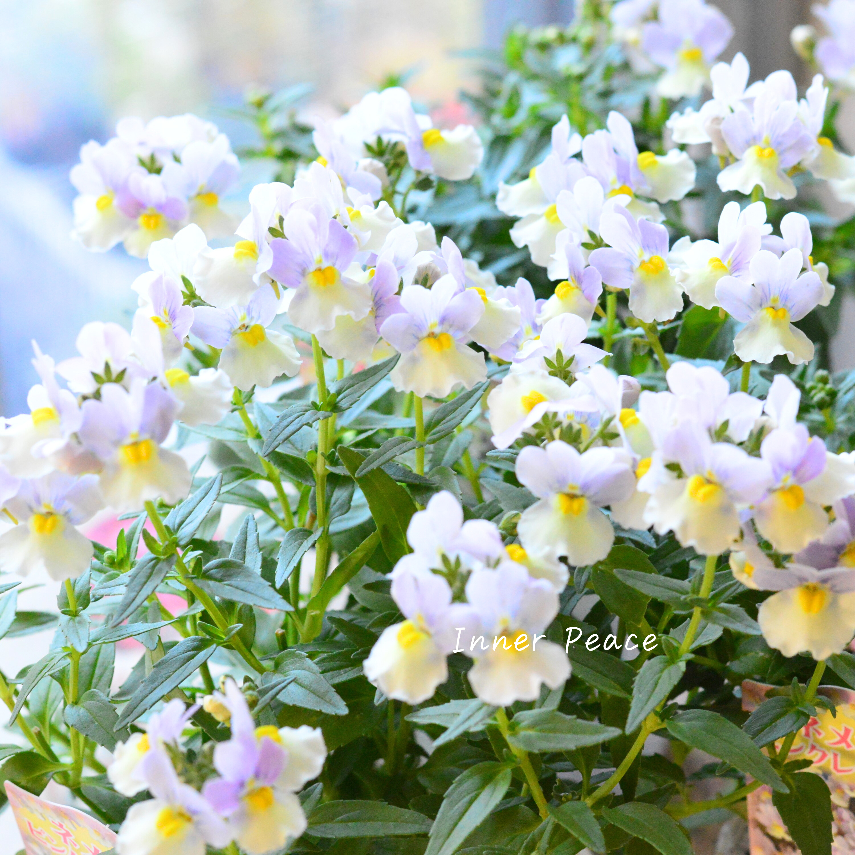 【かわいい】 ネメシア 『ピンクレモネード』 3.5寸POT