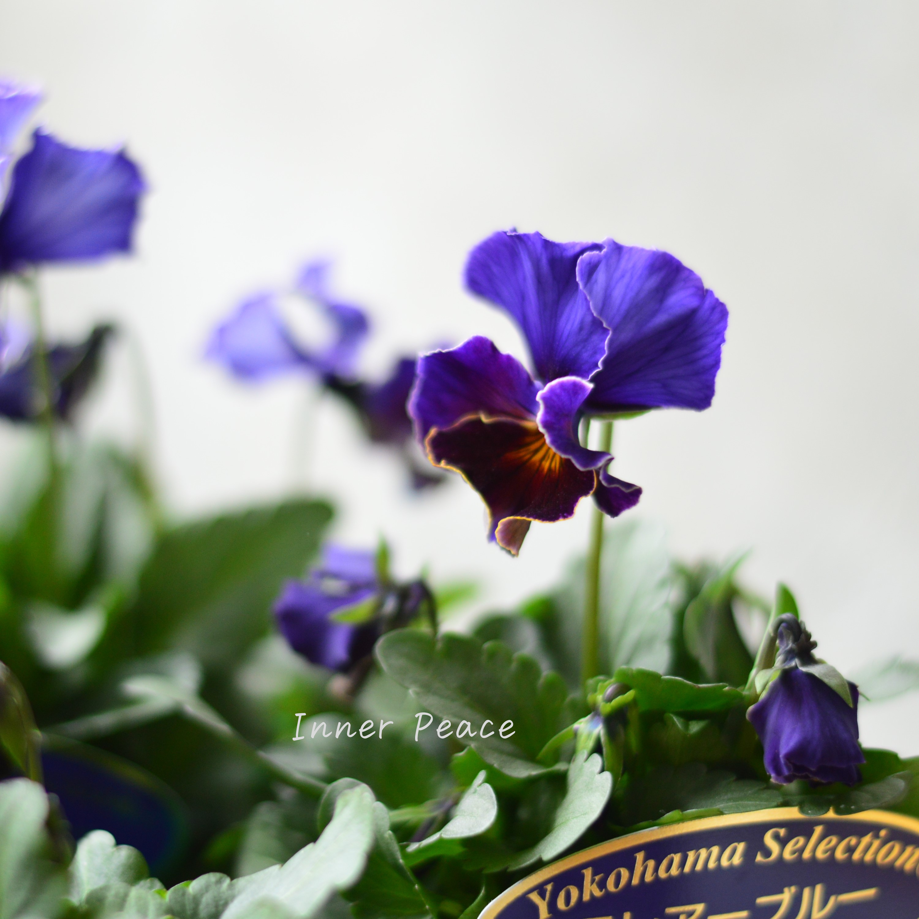 【人気】 ビオラ 『横浜セレクション・フレアブルー』 3寸POT