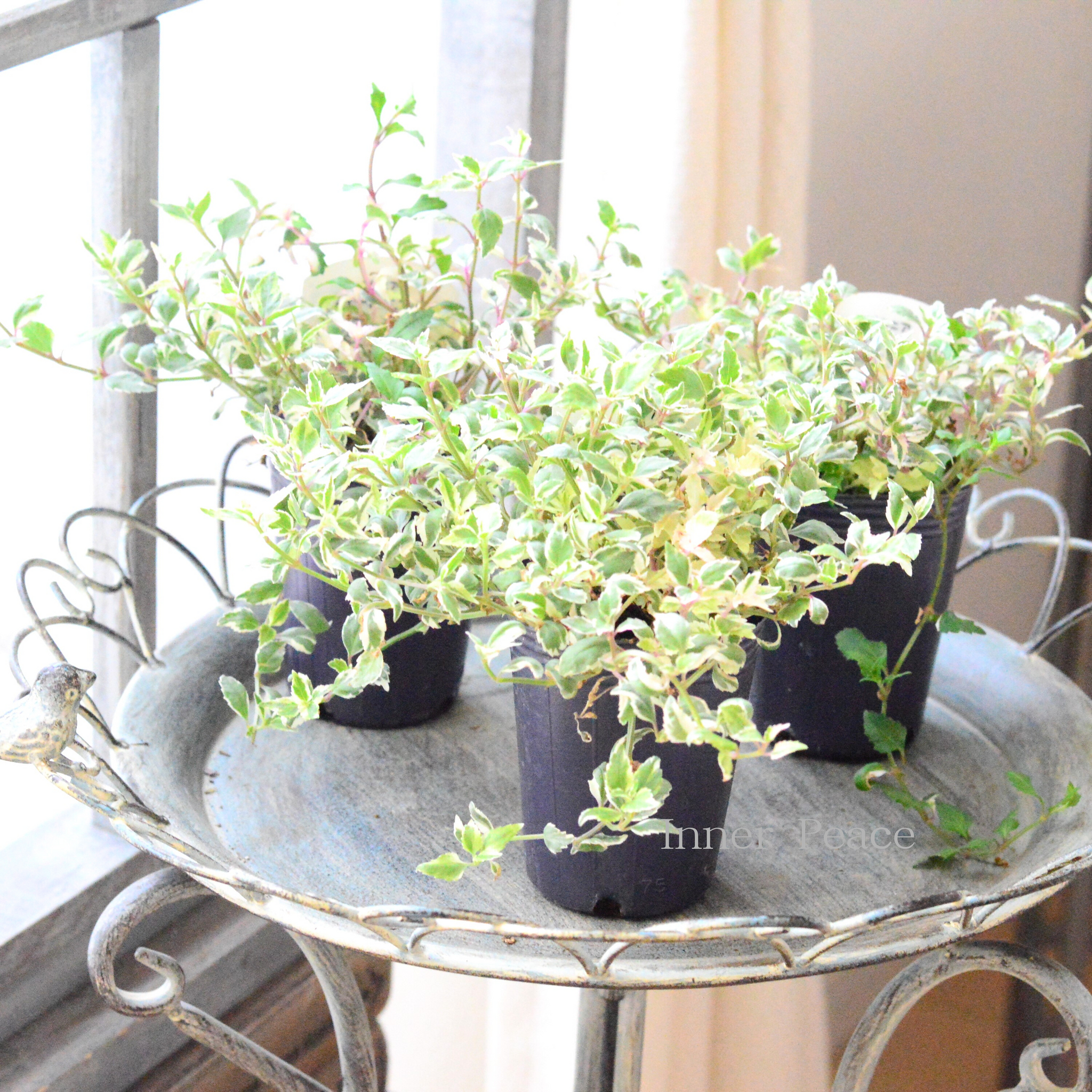 斑入り】 トレニア 『スイートマジック』 2.5寸ロングPOT