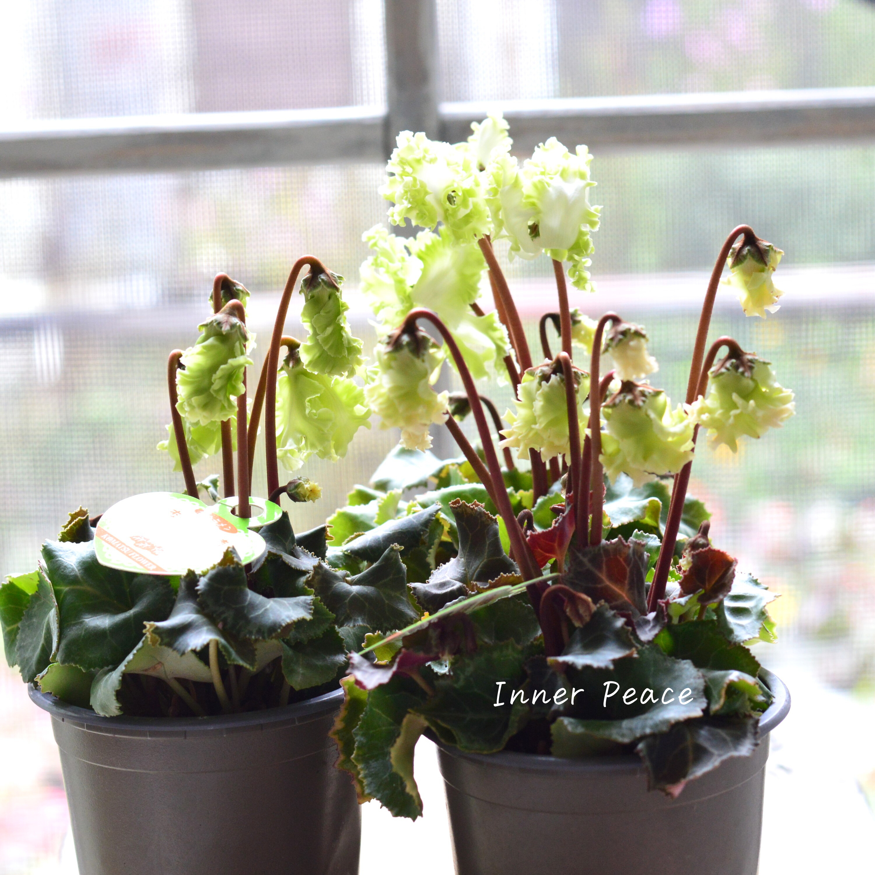 【美しい】 ガーデンシクラメン 『森の妖精』 3寸ロング硬質POT