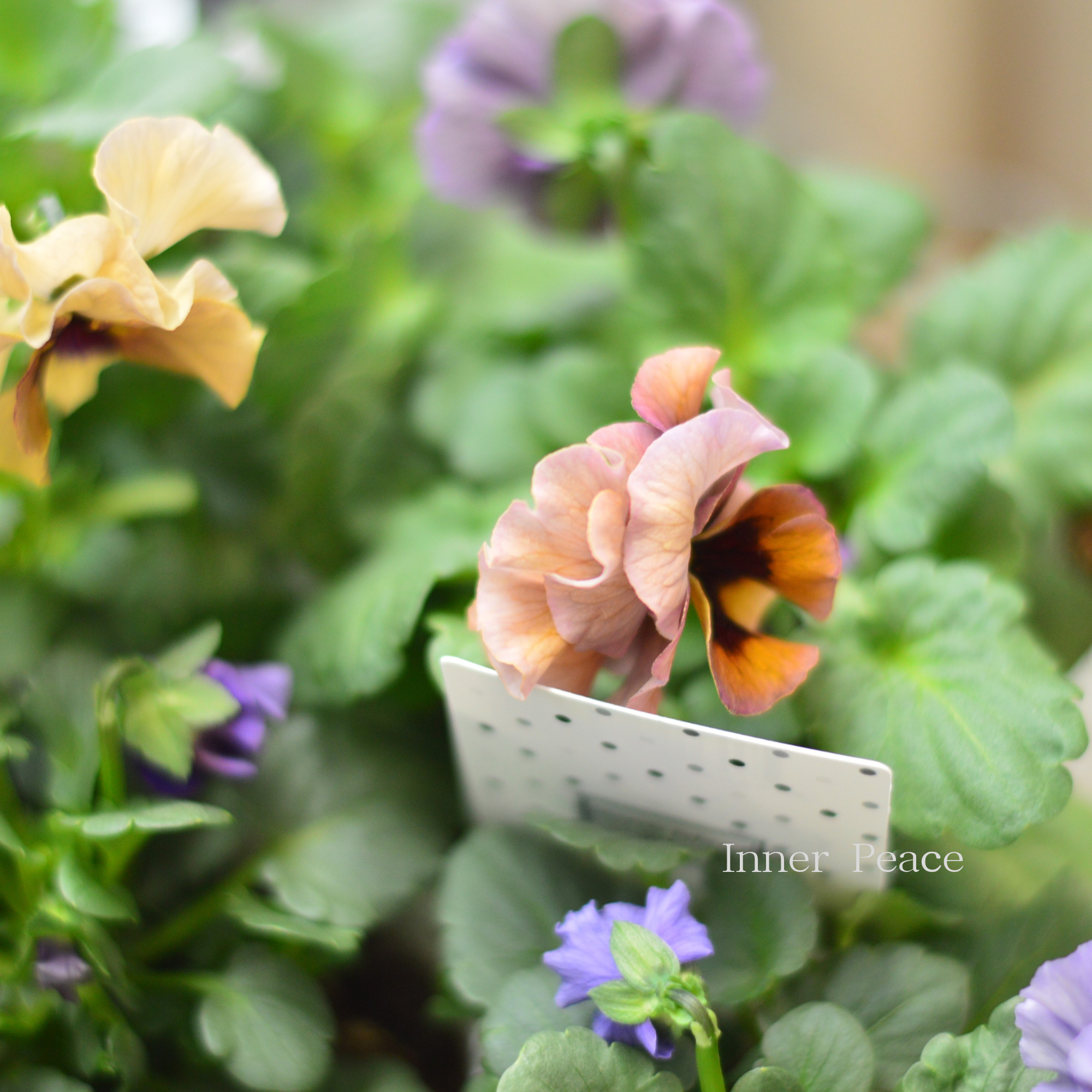 【八重咲き】 北島園芸さんのビオラ 『ふんわりフリル』 3.5寸POT