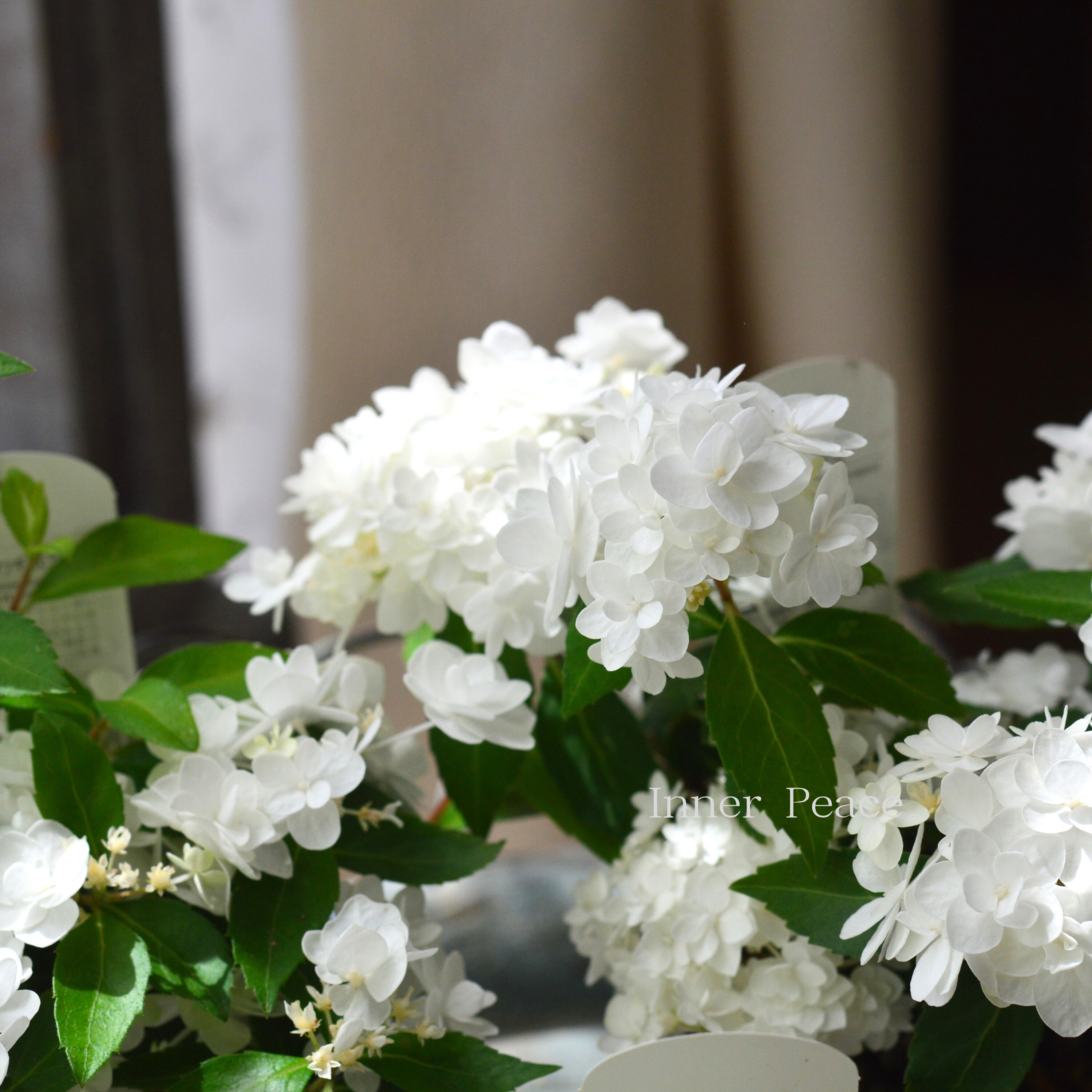 【美しい】山紫陽花 コガクウツギ 『花笠』 3寸POT