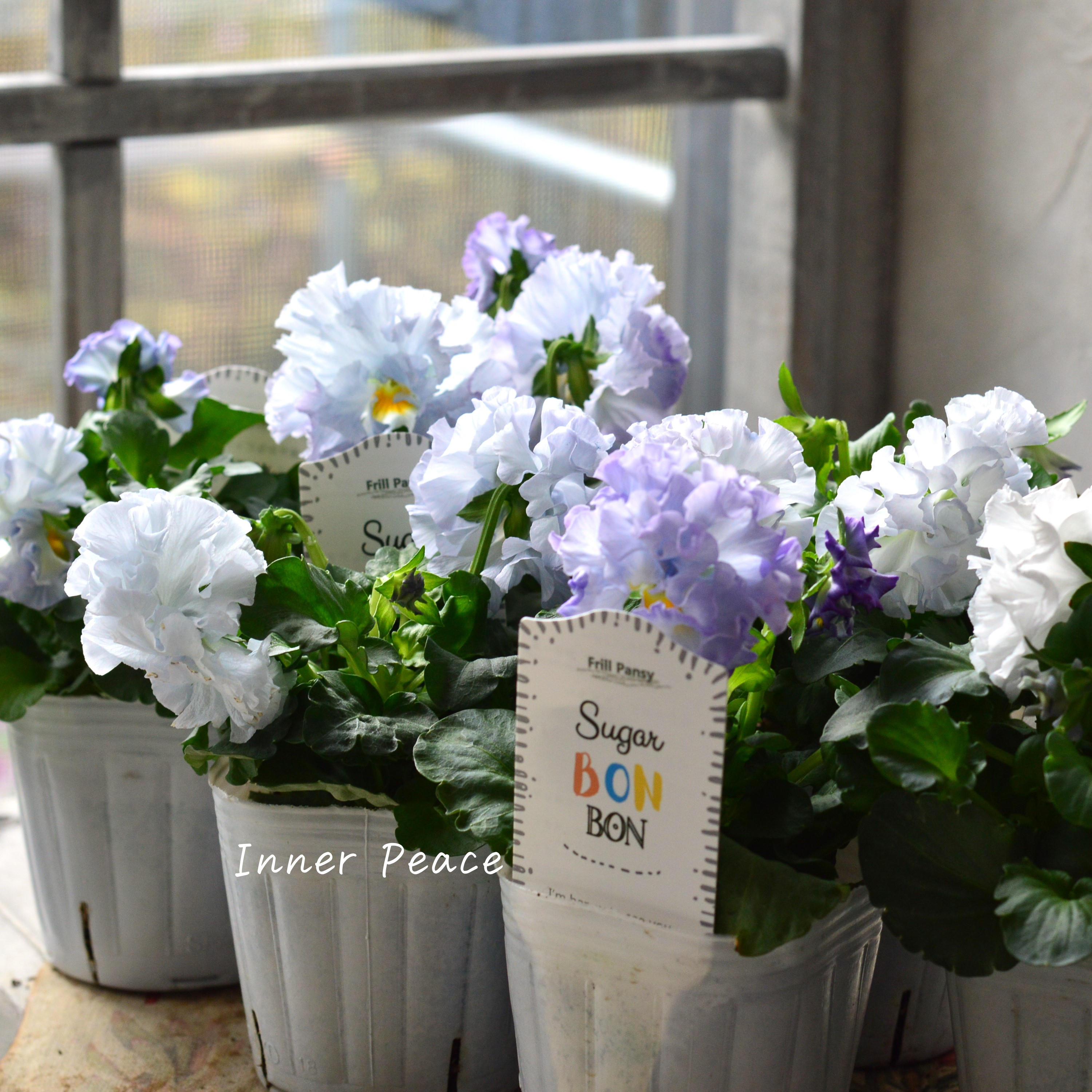 【湘南Berryさん】 フリルパンジー 『シュガーボンボン・ブルー系』 3寸POT