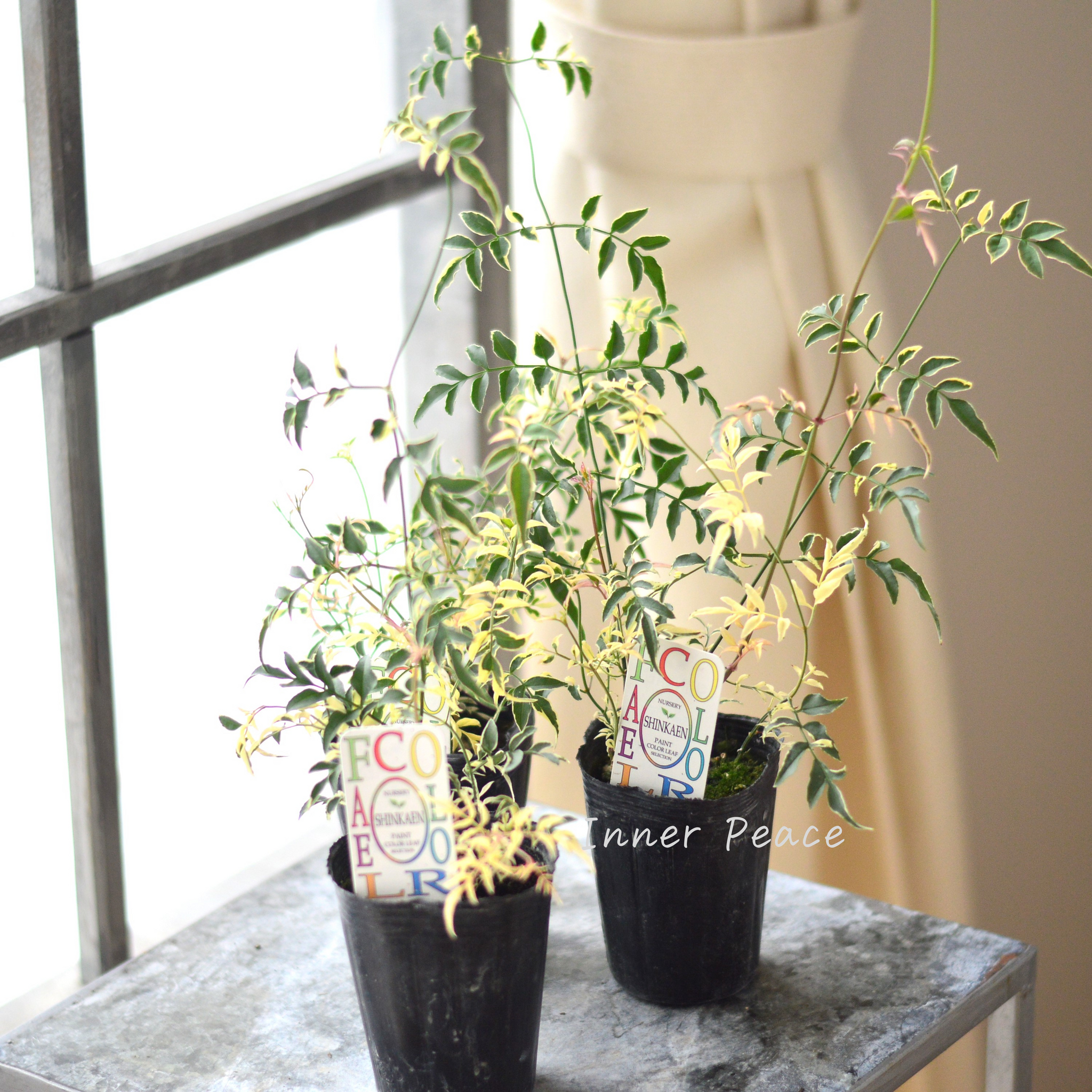 ジャスミン画像 斑入り】 ハゴロモジャスミン『ミルキーウェイ』 2.5寸～3寸POT