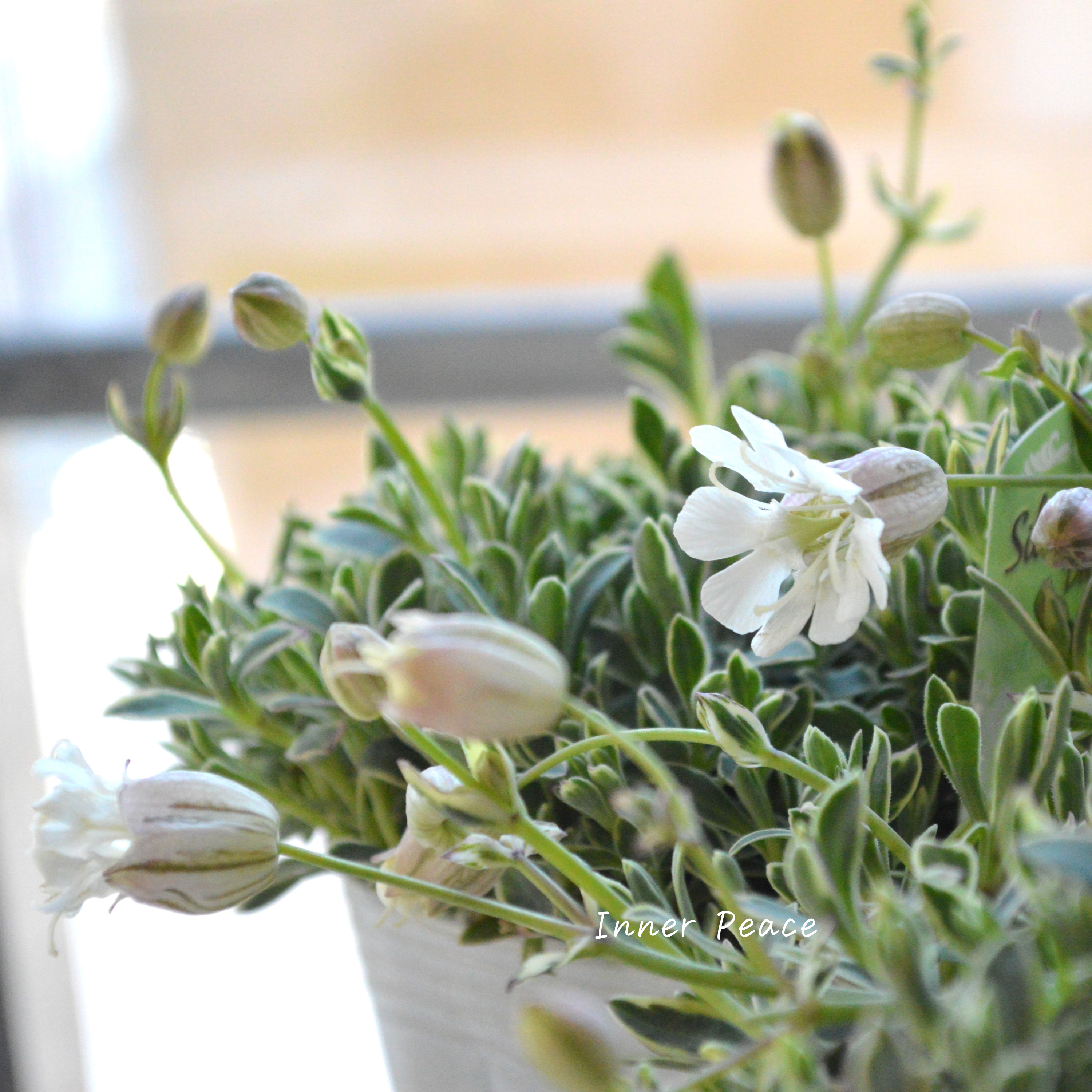 【新品種】 シレネ ドルチェ 3寸ロングPOT