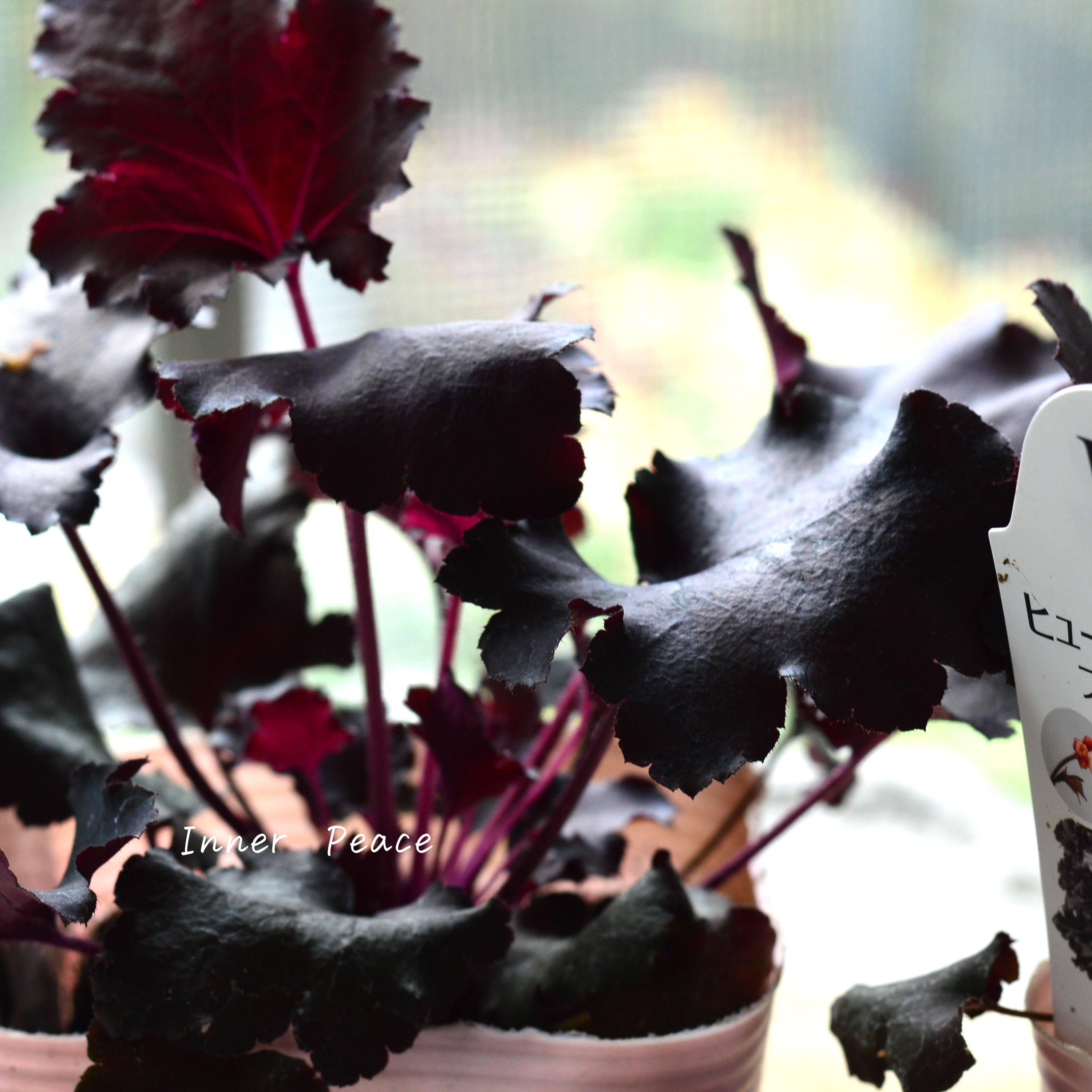 【PW】 ヒューケラ ドルチェ 『ブラックジェイド』 3.5寸POT