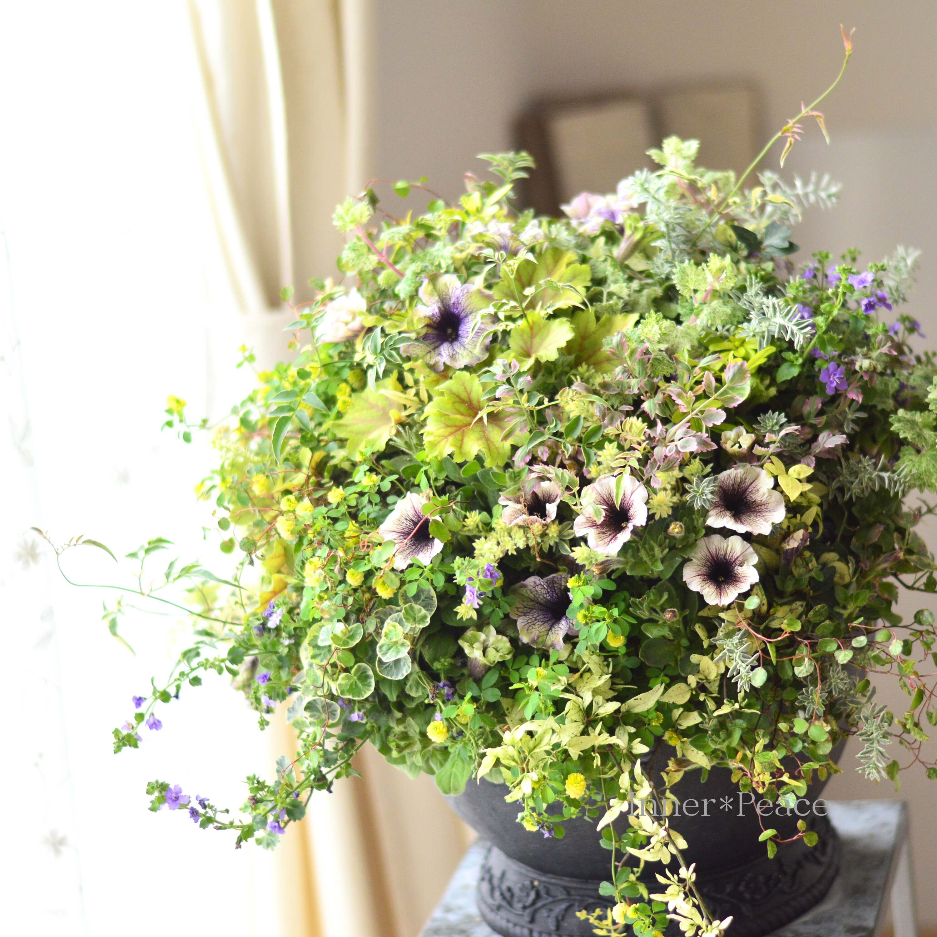 【春】 ペチュニアのウォールバスケット (ギャザリング) (送料込み)