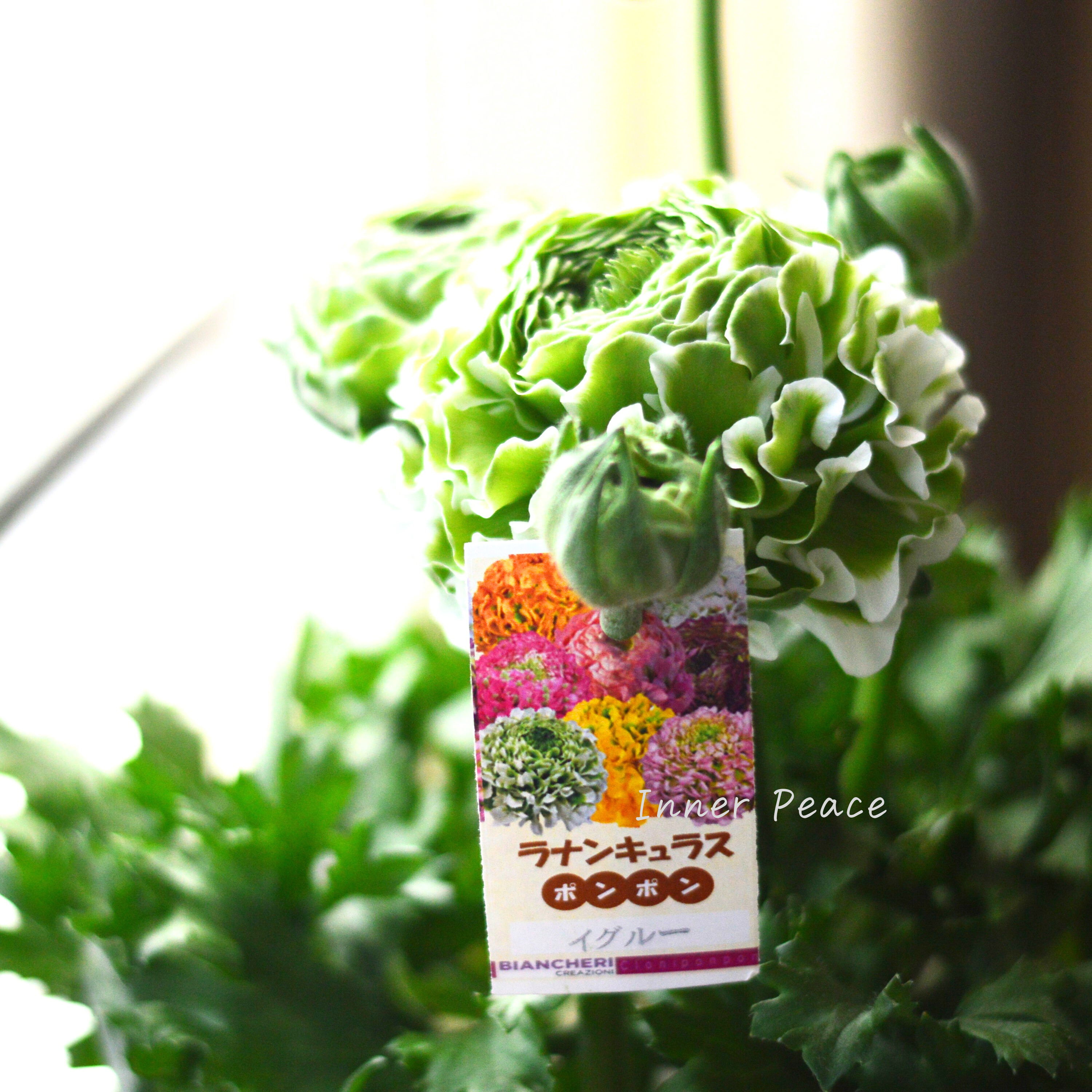 【希少】 ラナンキュラス・ポンポン 『イグルー』 5号鉢